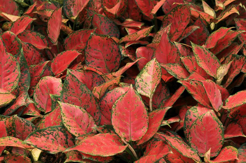 Aglaonema Care: The Pink Houseplant That Tolerated My Worst Lighting Corner