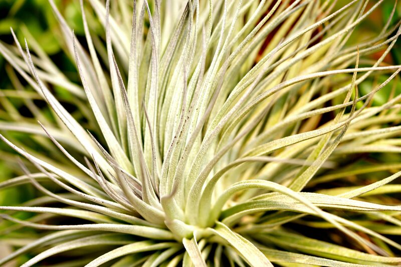 Air Plant Care for Beginners: Everything I Wish I Knew on Day One