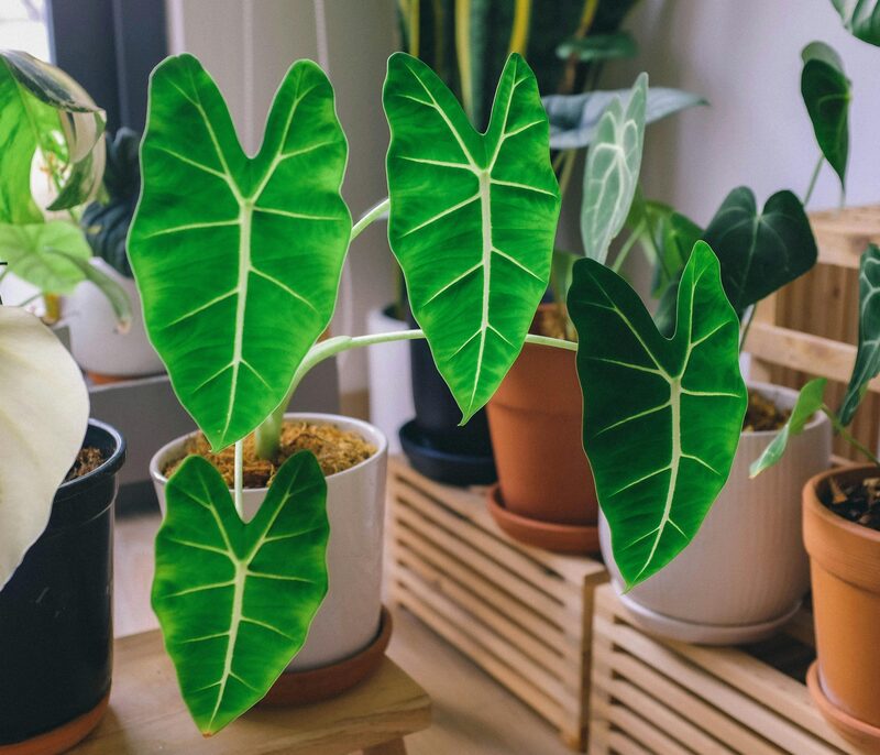 Alocasia Polly Care: Why It Keeps Dropping Leaves (and How I Fixed Mine)