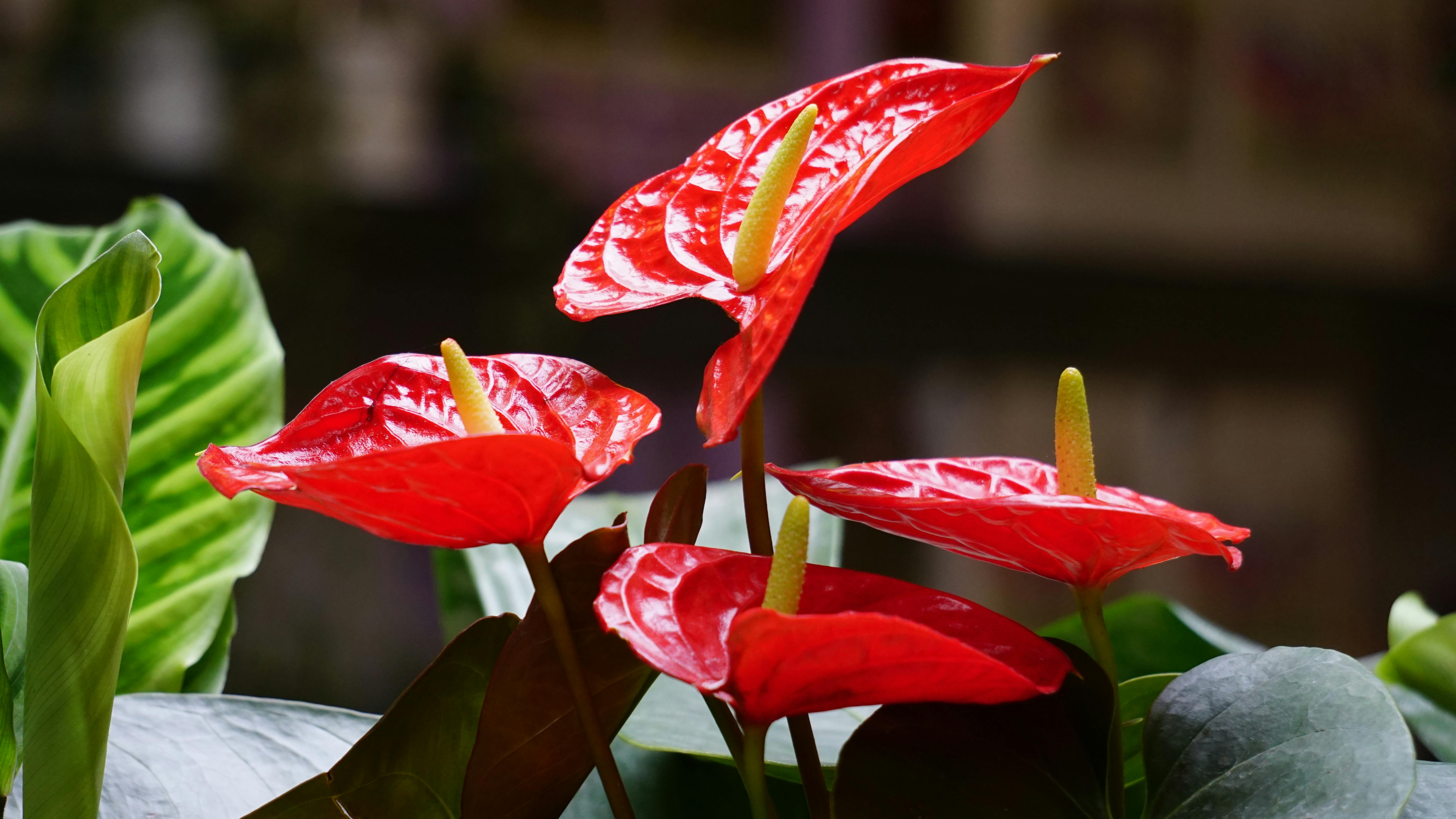 Anthurium Care Indoors: How to Grow Glossy Leaves and Repeat Blooms