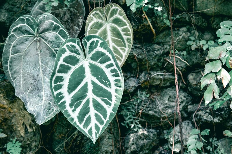 Anthurium Clarinervium Care: Velvety Leaves Without the Browning Edges