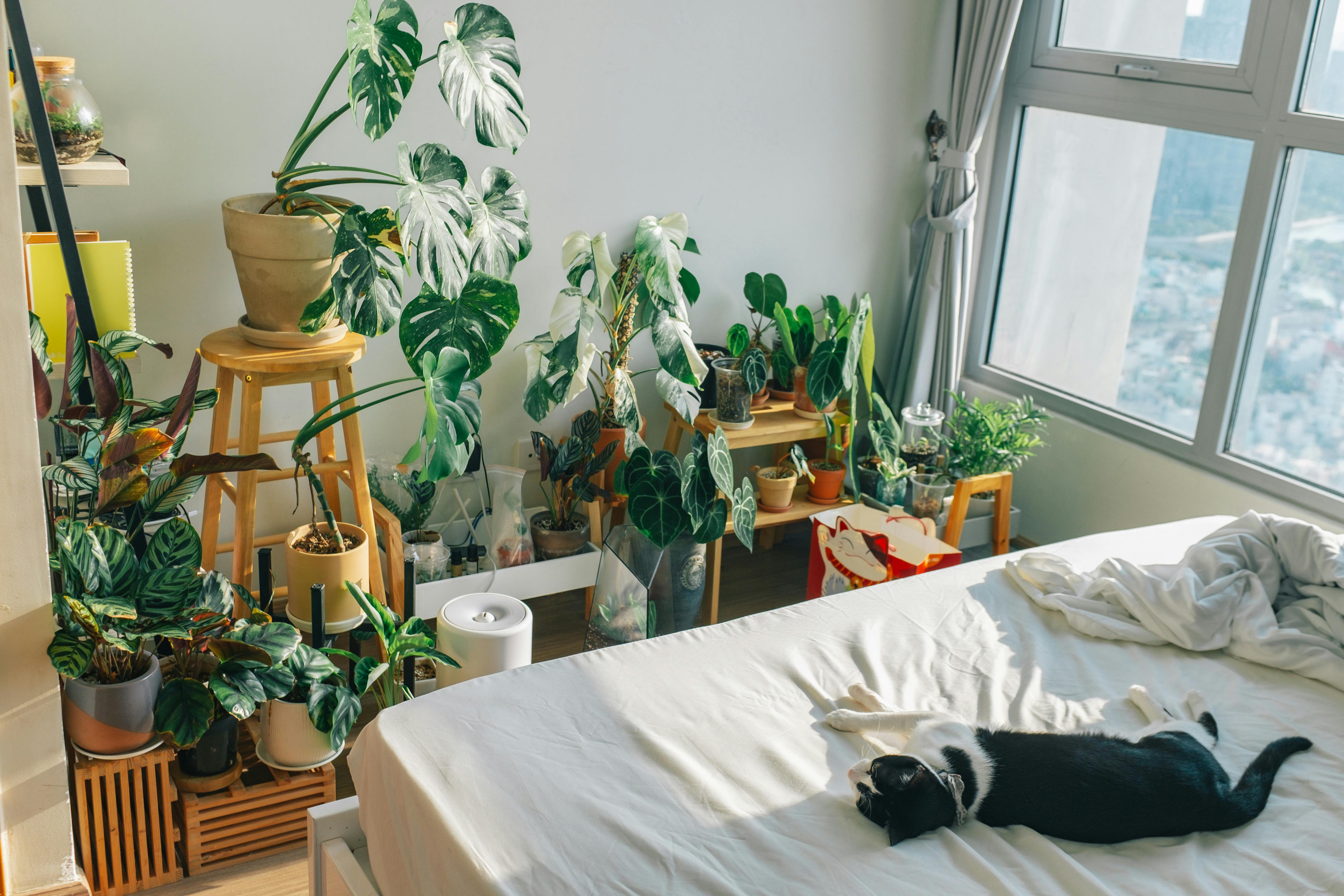 Best Bedroom Plants: Science, Sleep, and Air Quality