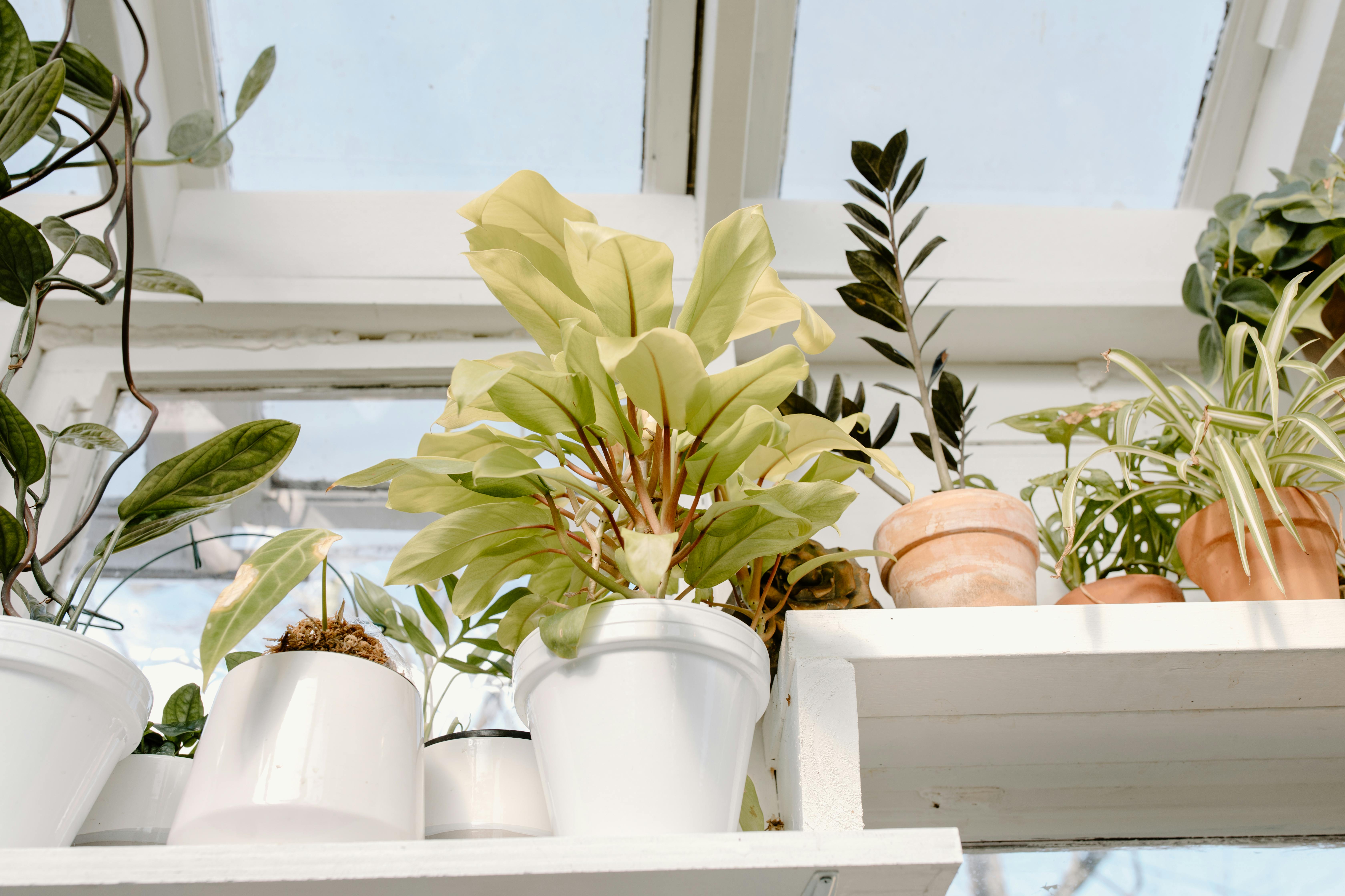 Best Pots for Indoor Plants