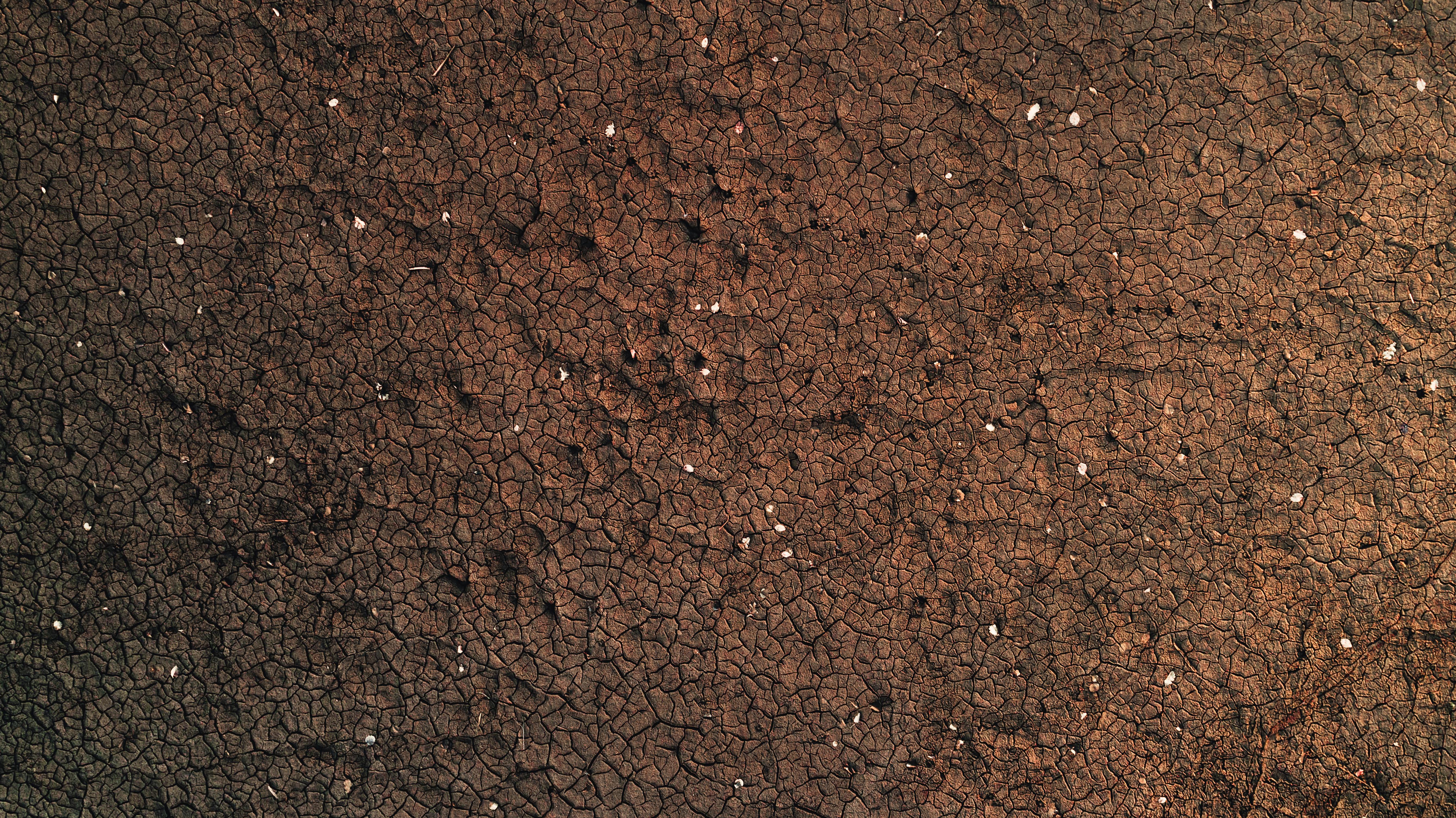 Best Soil for Houseplants