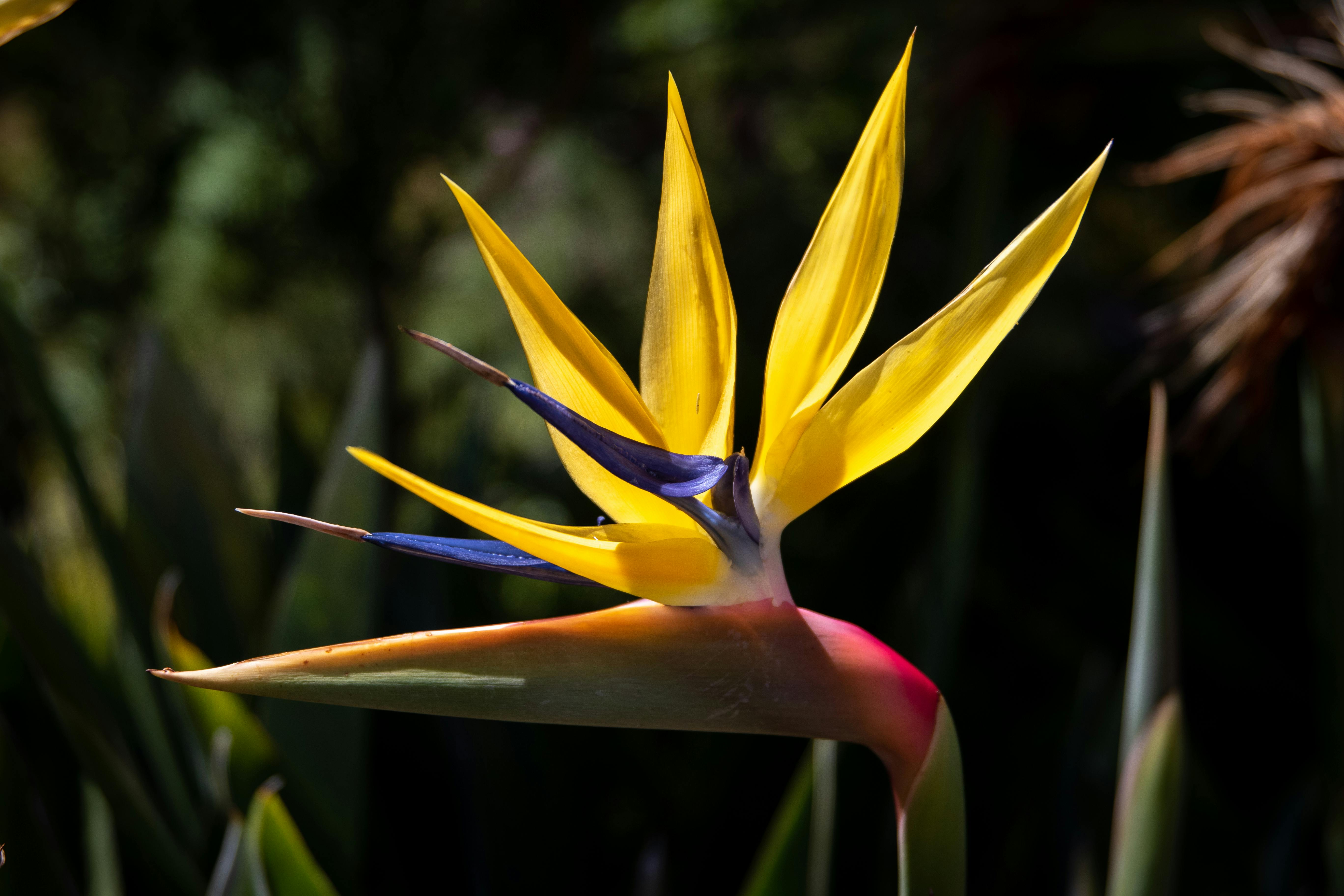 Bird of Paradise Indoors: Light, Water, and Growth Tips for Bigger Leaves