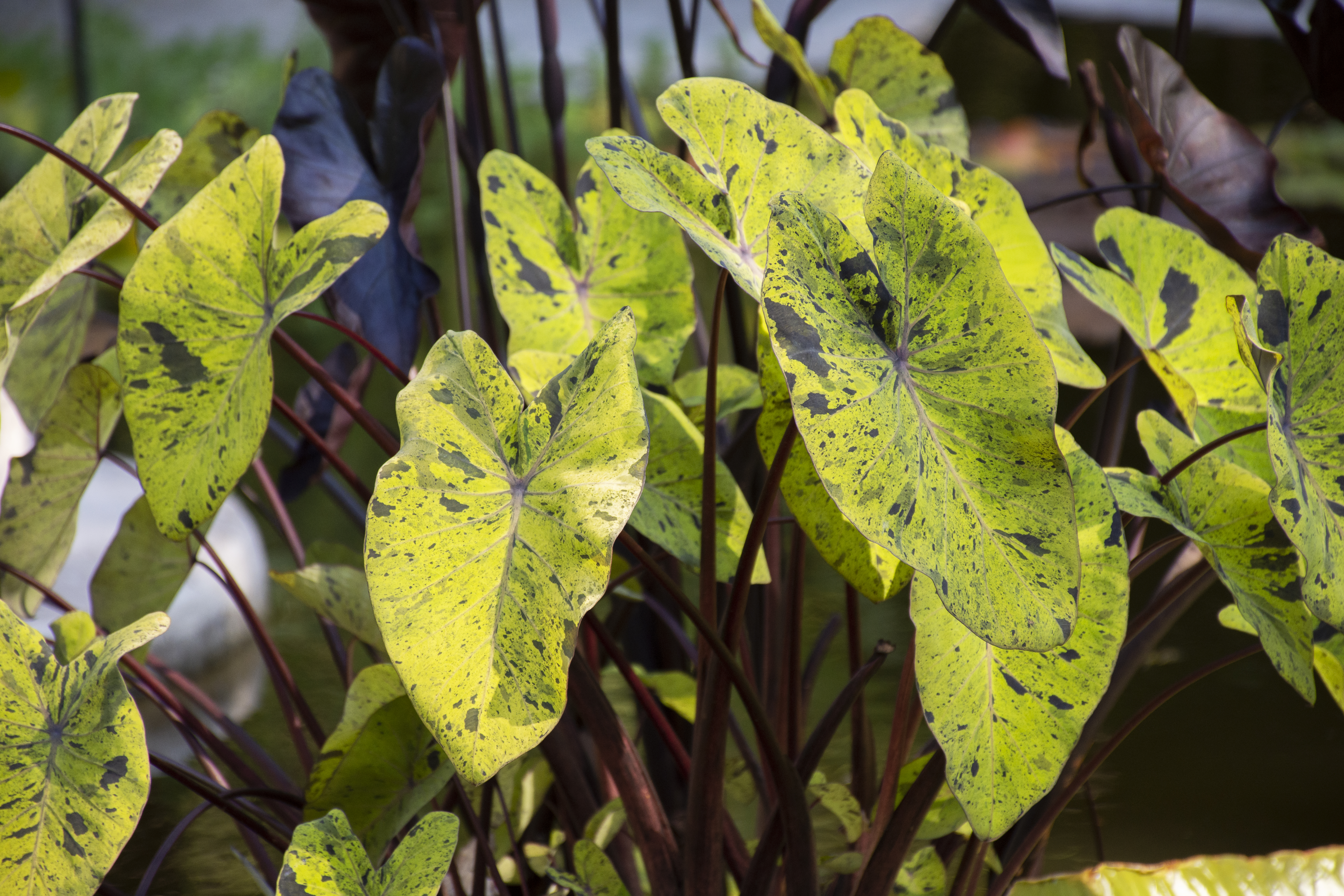 Black Spots on Plant Leaves: Diagnose and Treat the Right Cause
