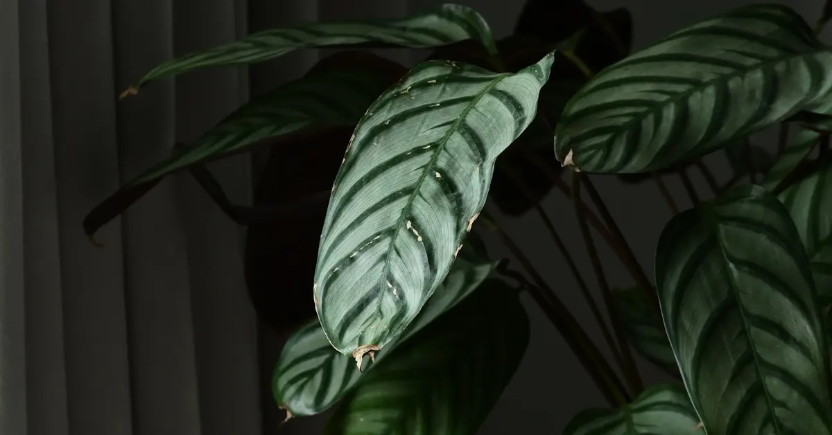 Calathea curling leaves with dry brown edges in a dim indoor setting