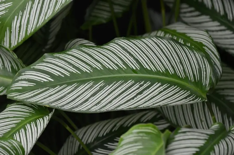 Healthy striped Calathea leaves showing the flat shape to expect after care improves