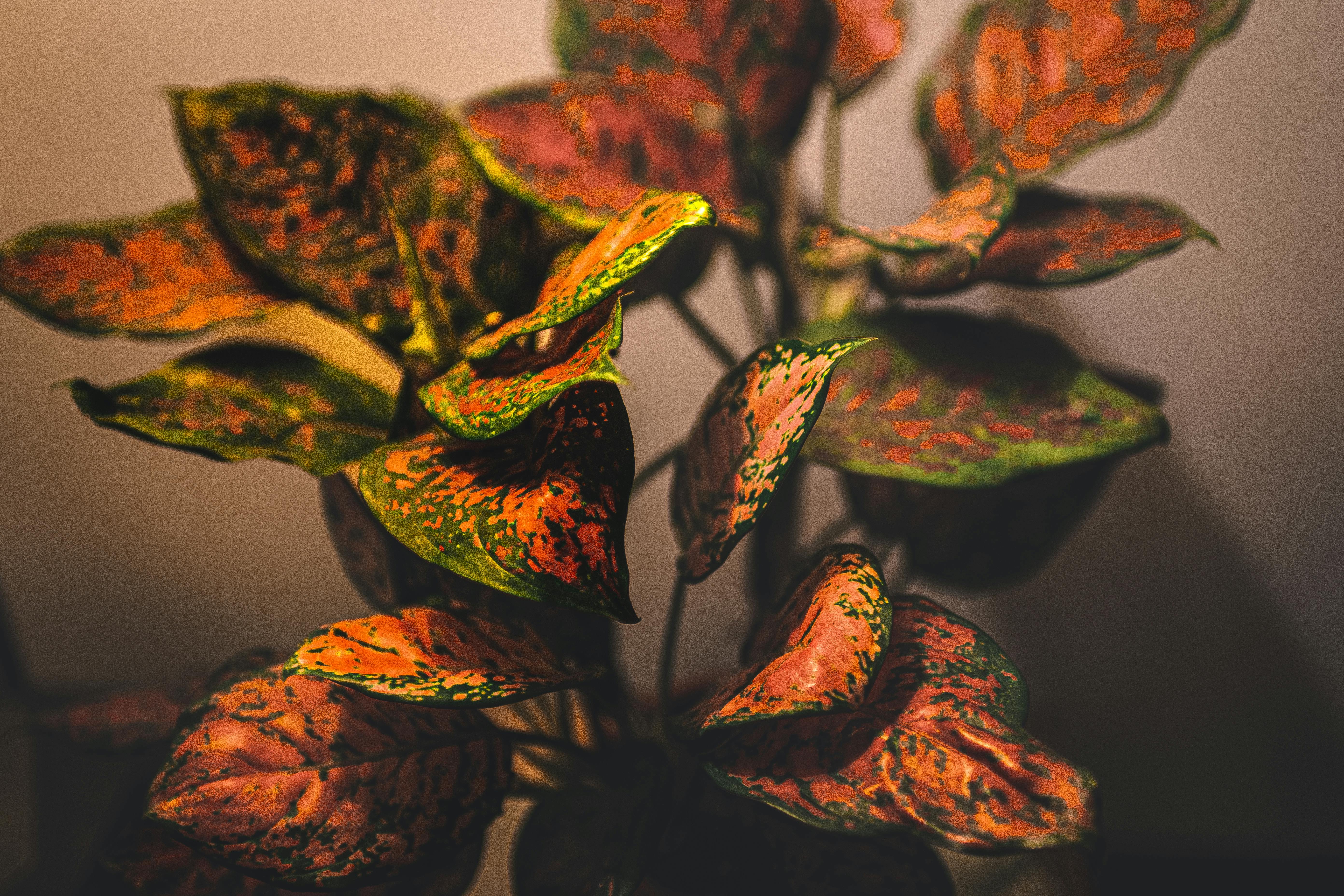 Chinese Evergreen Care: Bold Foliage in Low Light