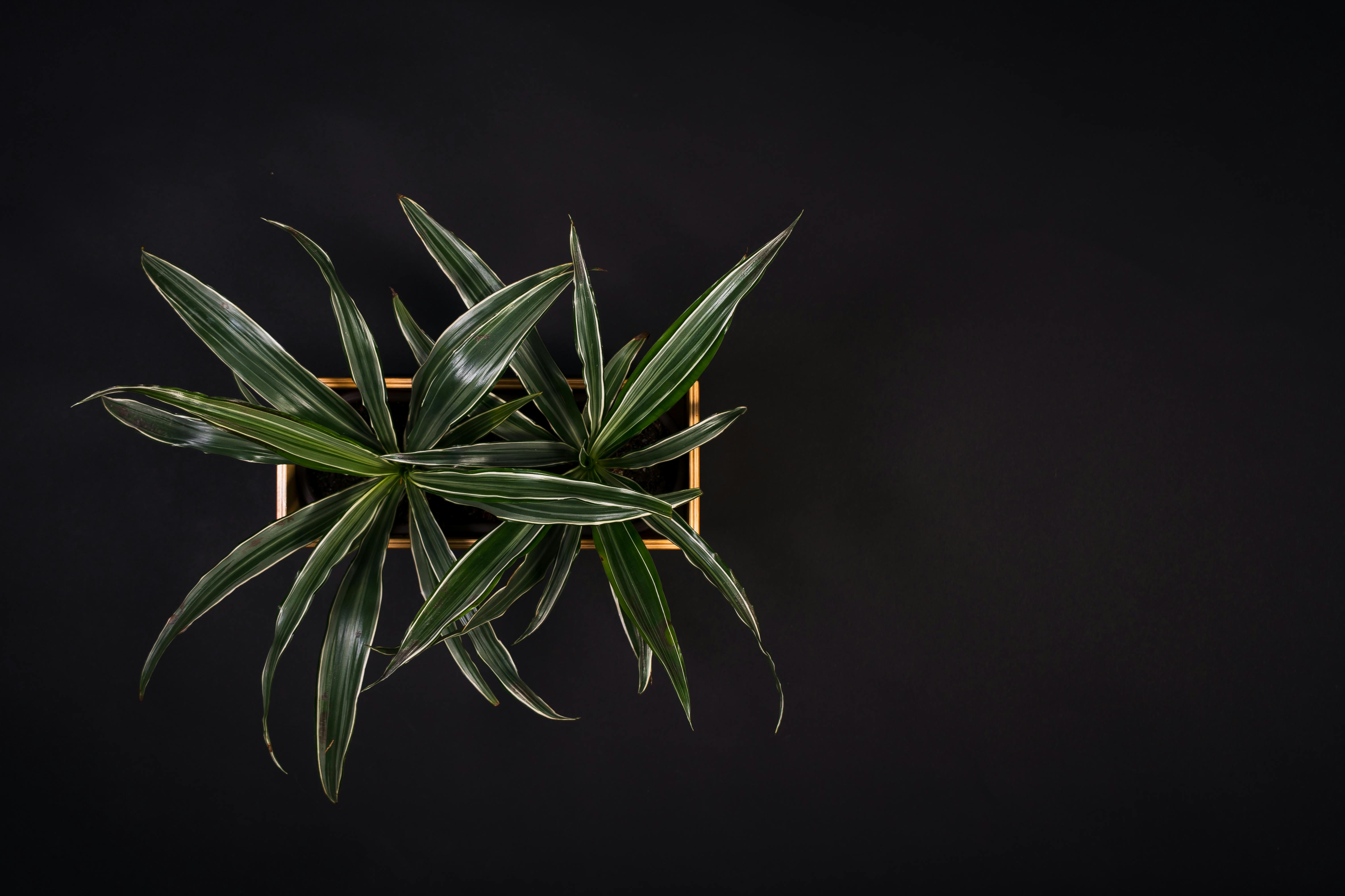 Dracaena Care: Grow, Water, and Troubleshoot Indoor Dracaenas