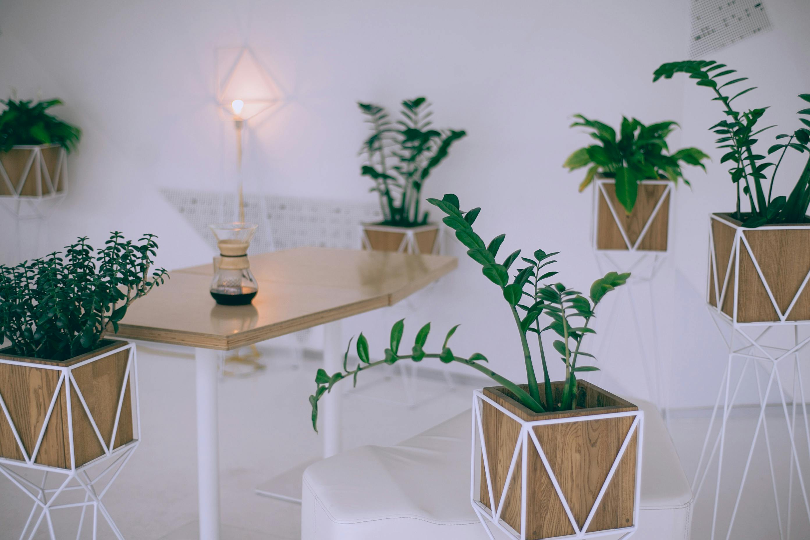 Fast Growing Indoor Plants: Fill Space and See Progress Quickly