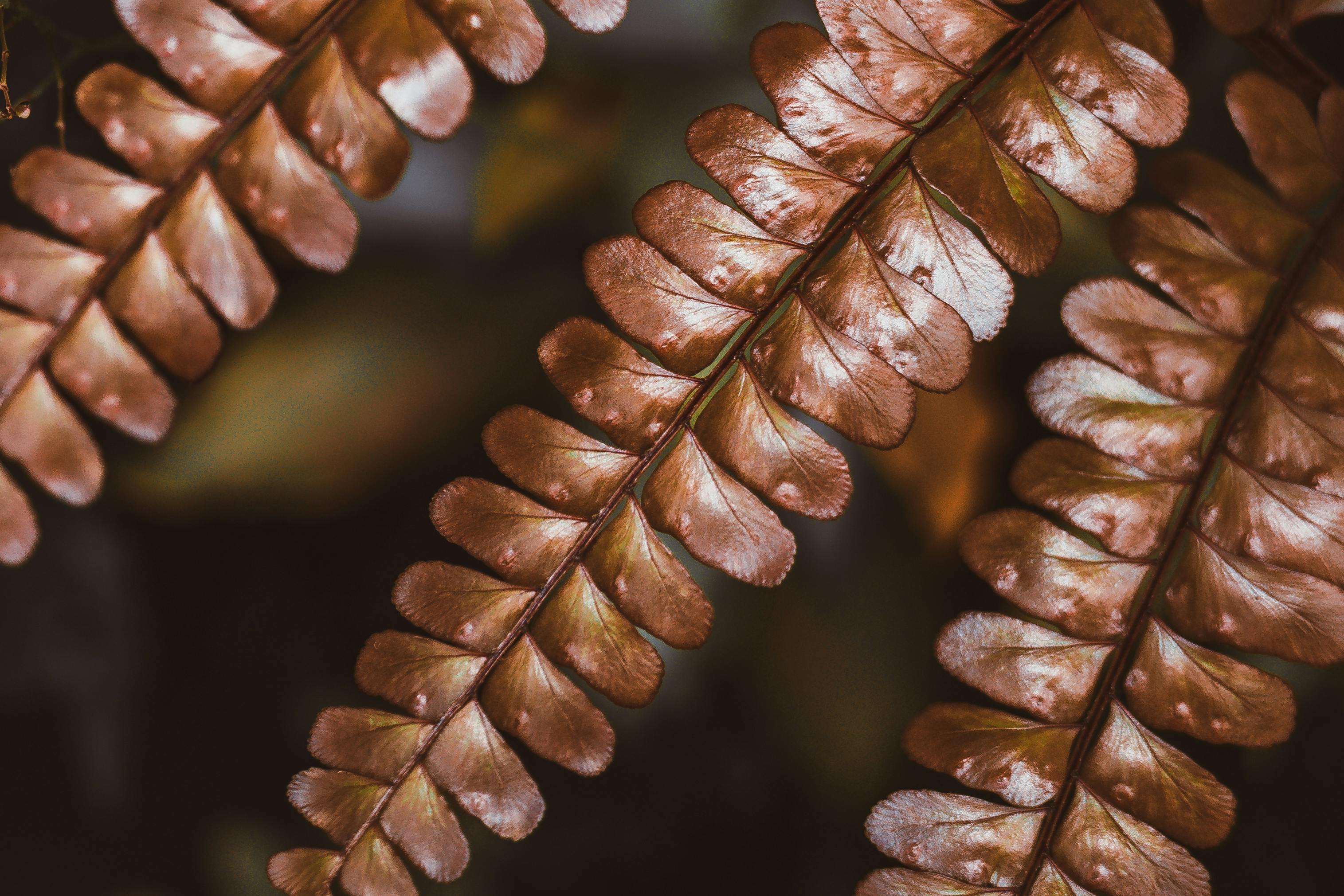 Fern Turning Brown: Why It Happens and How to Bring It Back