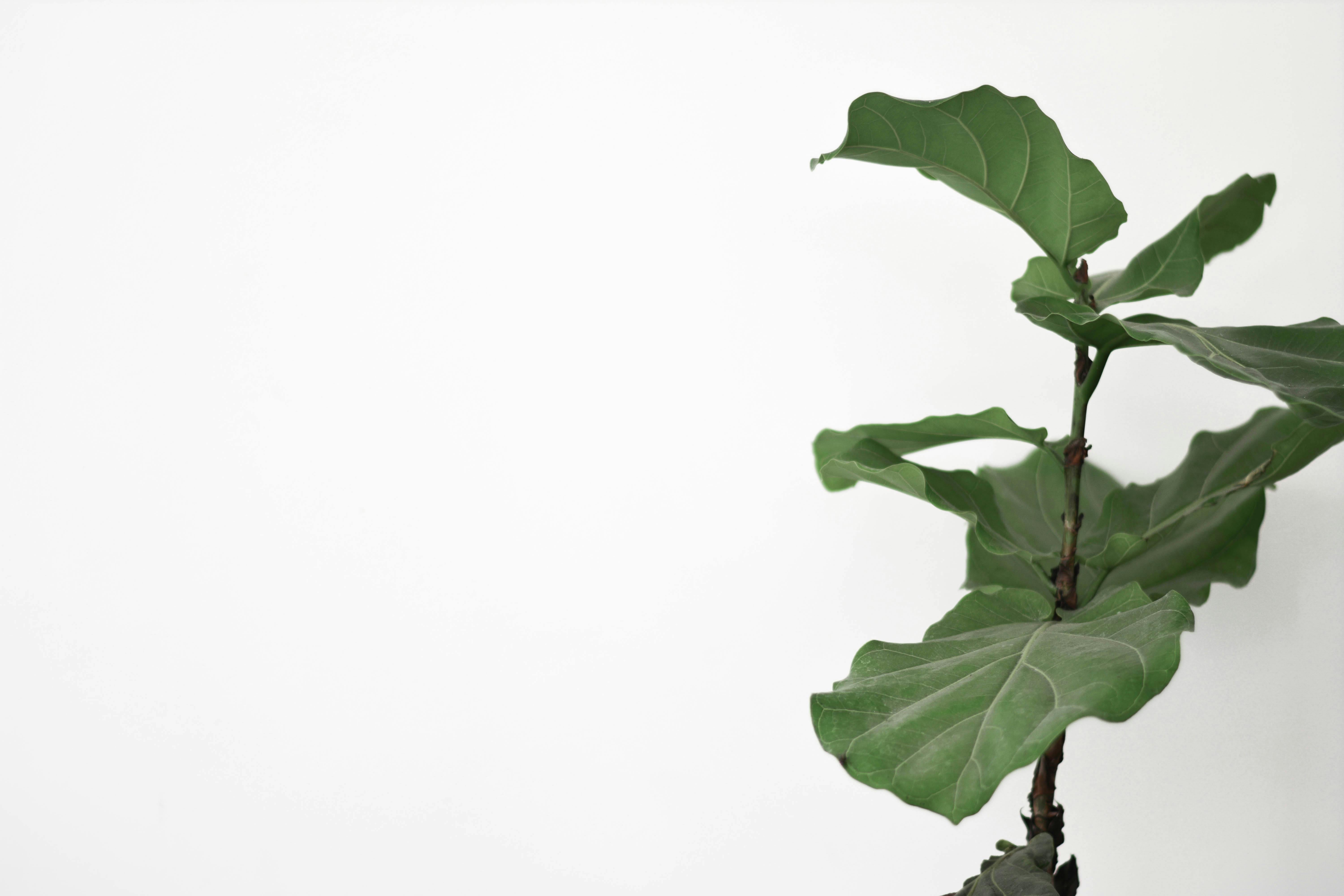 Fiddle Leaf Fig Care: A Beginner-Friendly Guide to Fewer Dropped Leaves