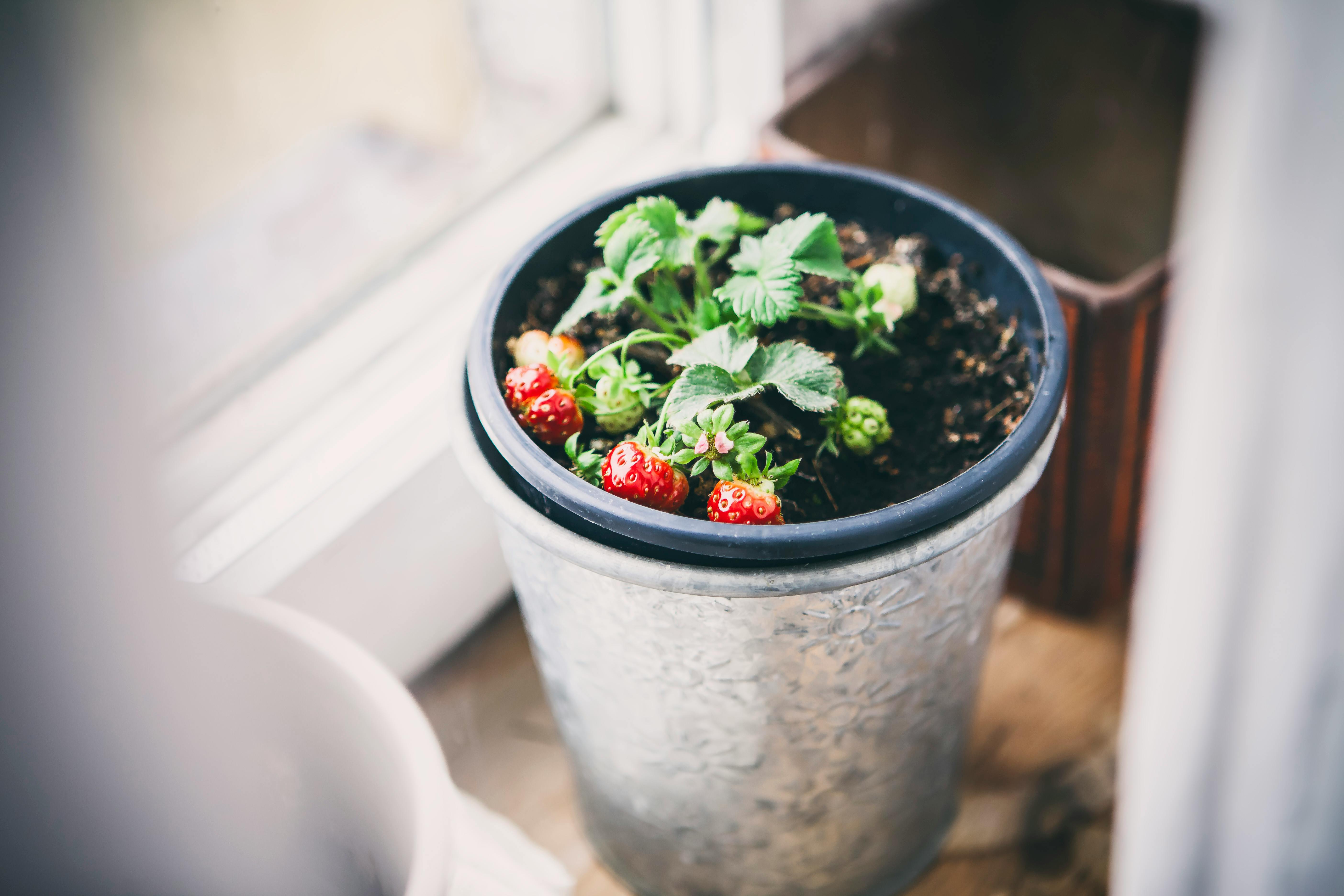 Growing Strawberries in Containers: Get a Real Patio Harvest