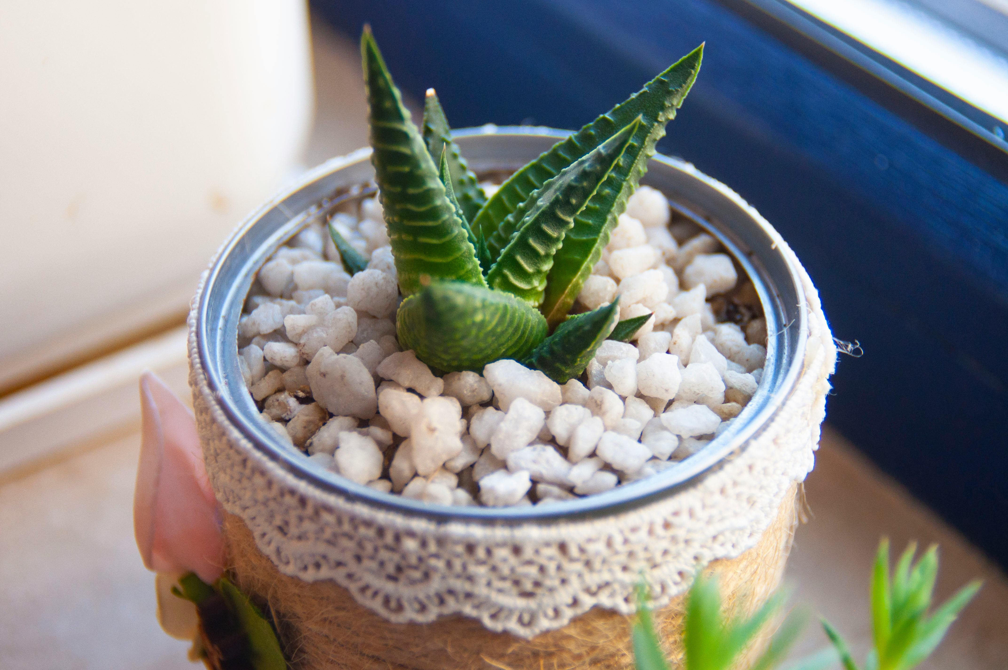 Haworthia Care: Compact Succulents on a Windowsill
