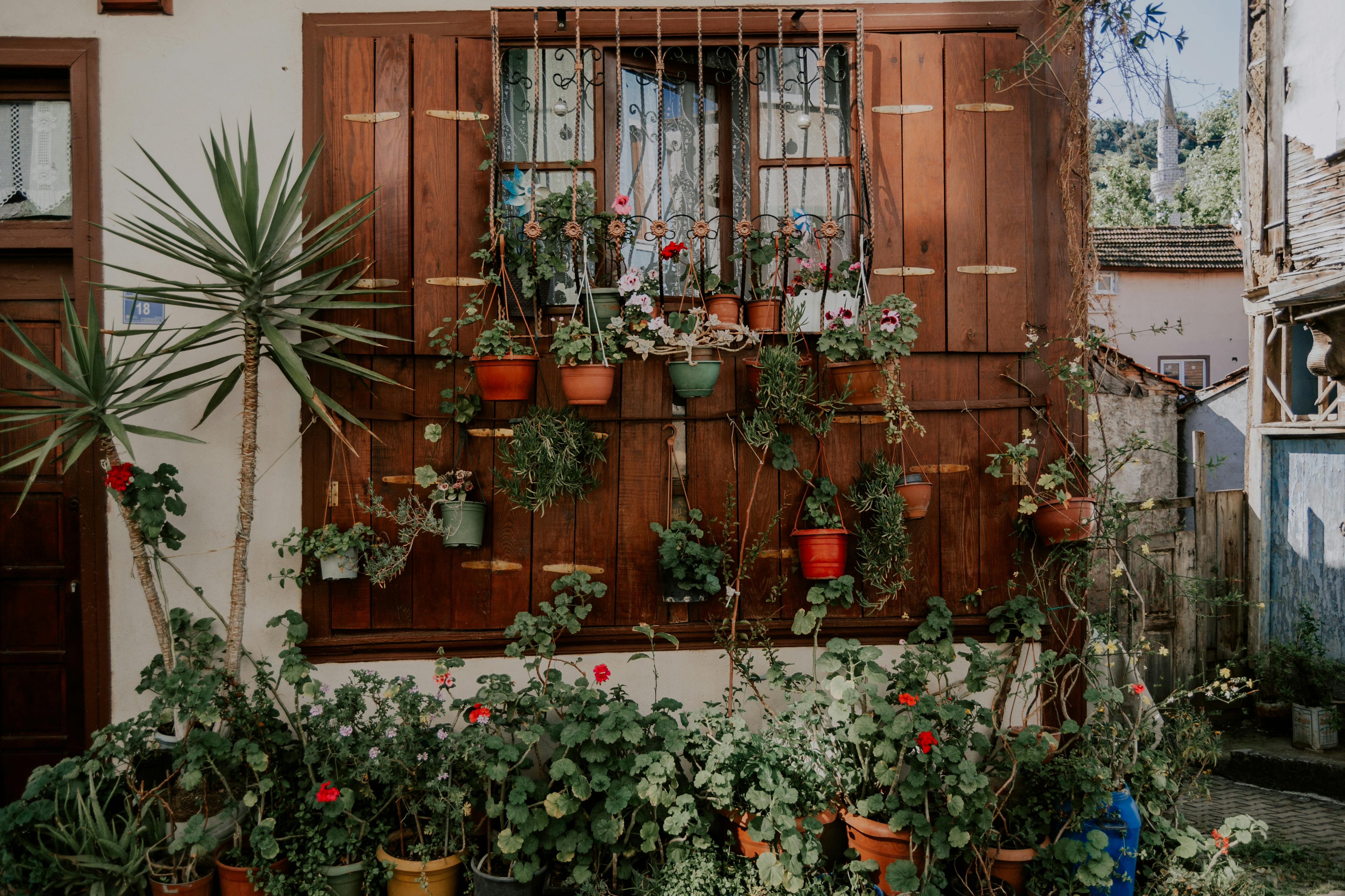 5 No-Fail Easy Houseplants