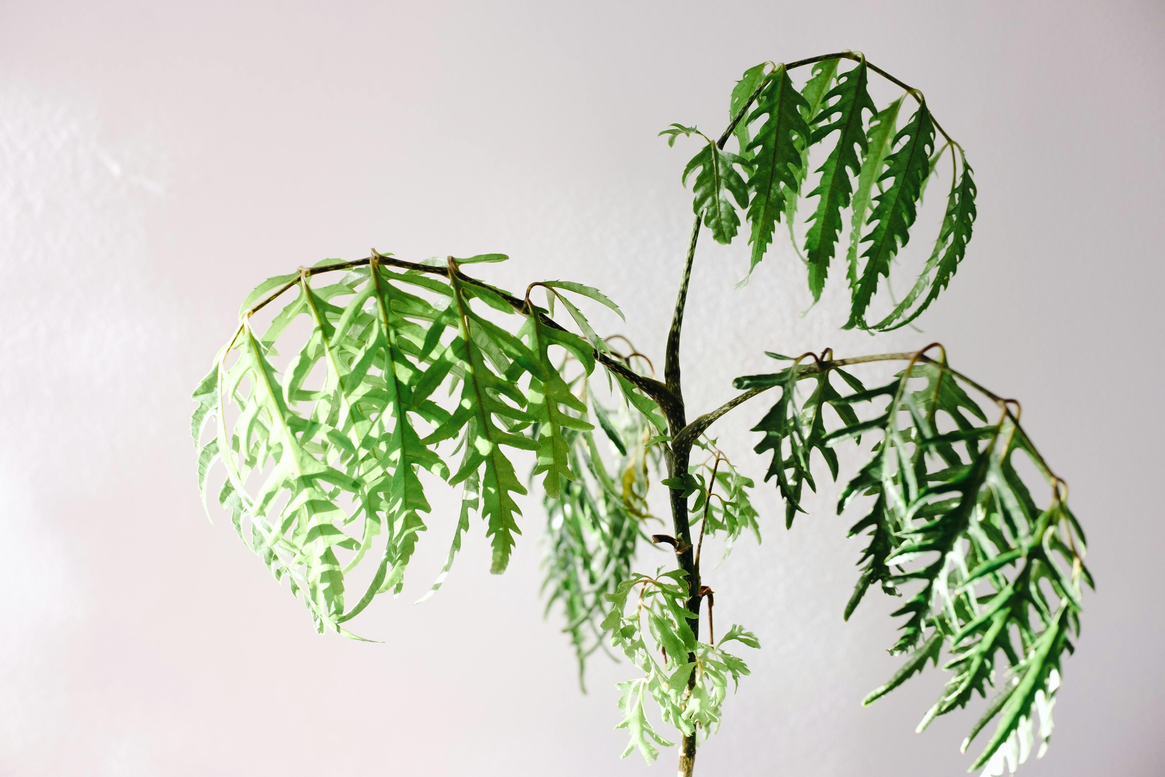 Houseplant Leaves Drooping: Diagnose the Real Cause