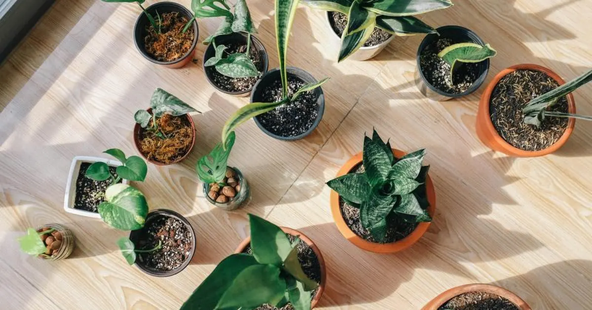 Healthy houseplants to compare while diagnosing black spots on plant leaves