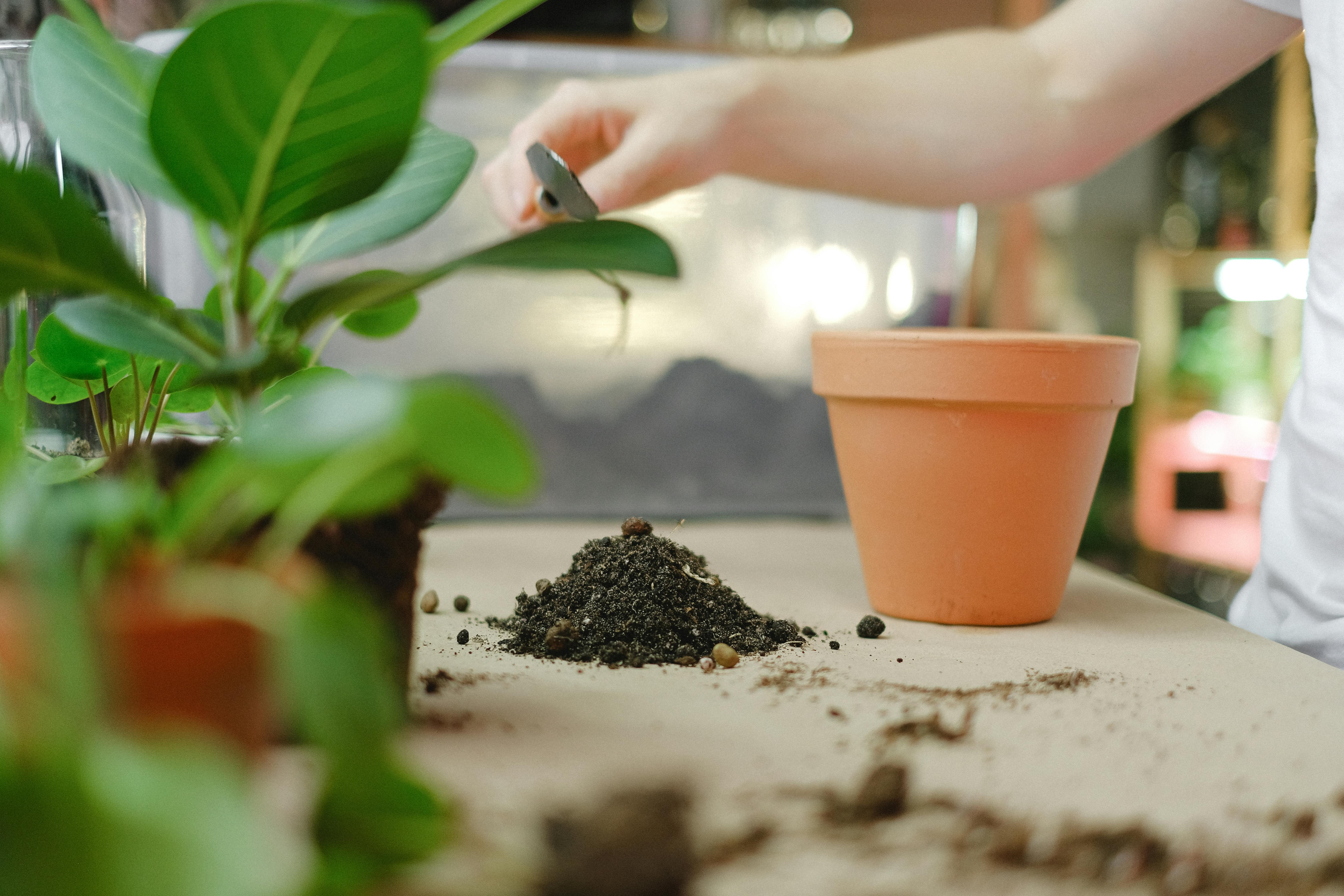 How Often Should You Fertilize Houseplants?