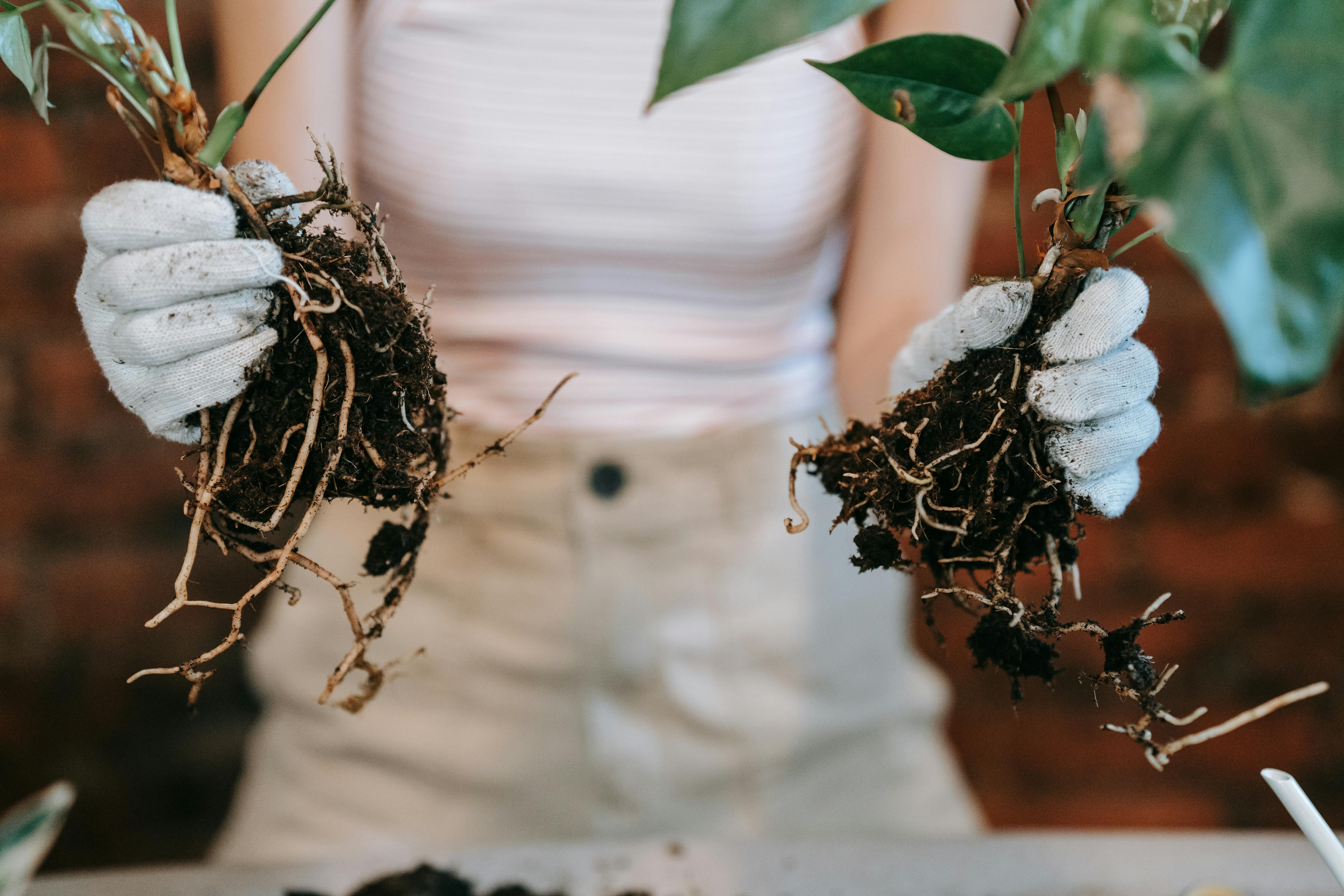 How to Divide Perennials: When, How, and Which Plants Benefit