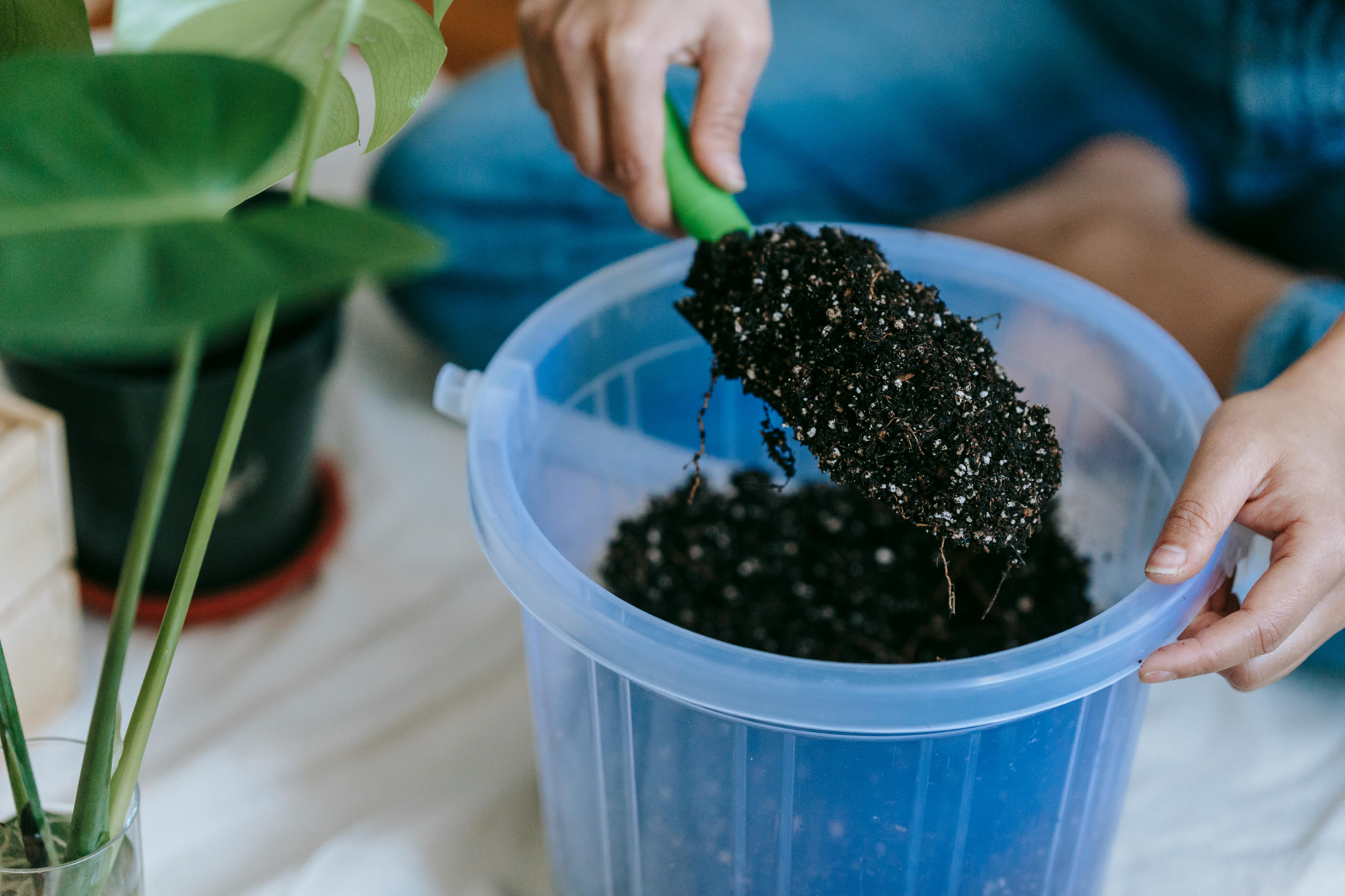 How to Flush Houseplant Soil: Remove Salt Buildup