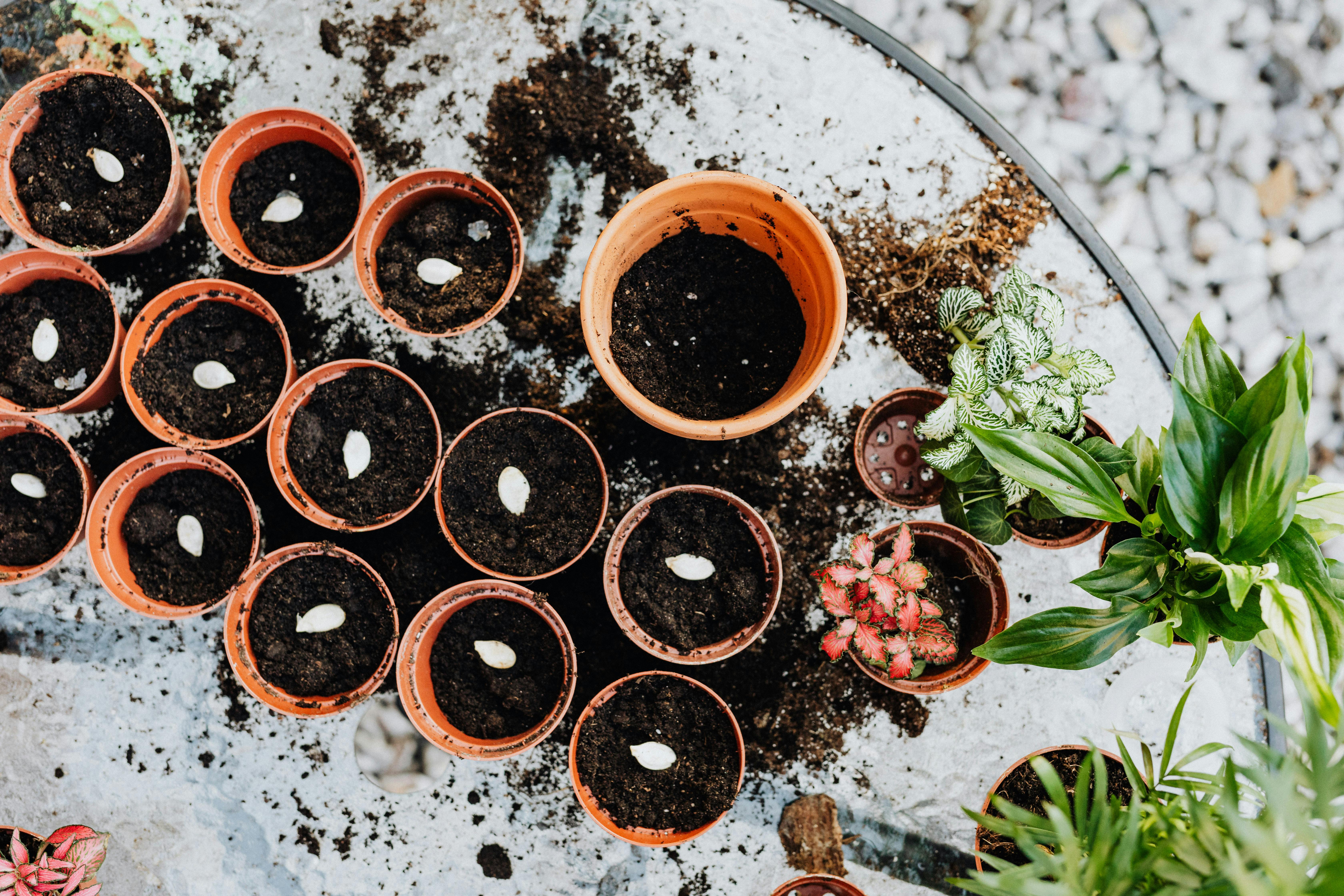 How to Grow Houseplants From Seed: What's Worth the Effort