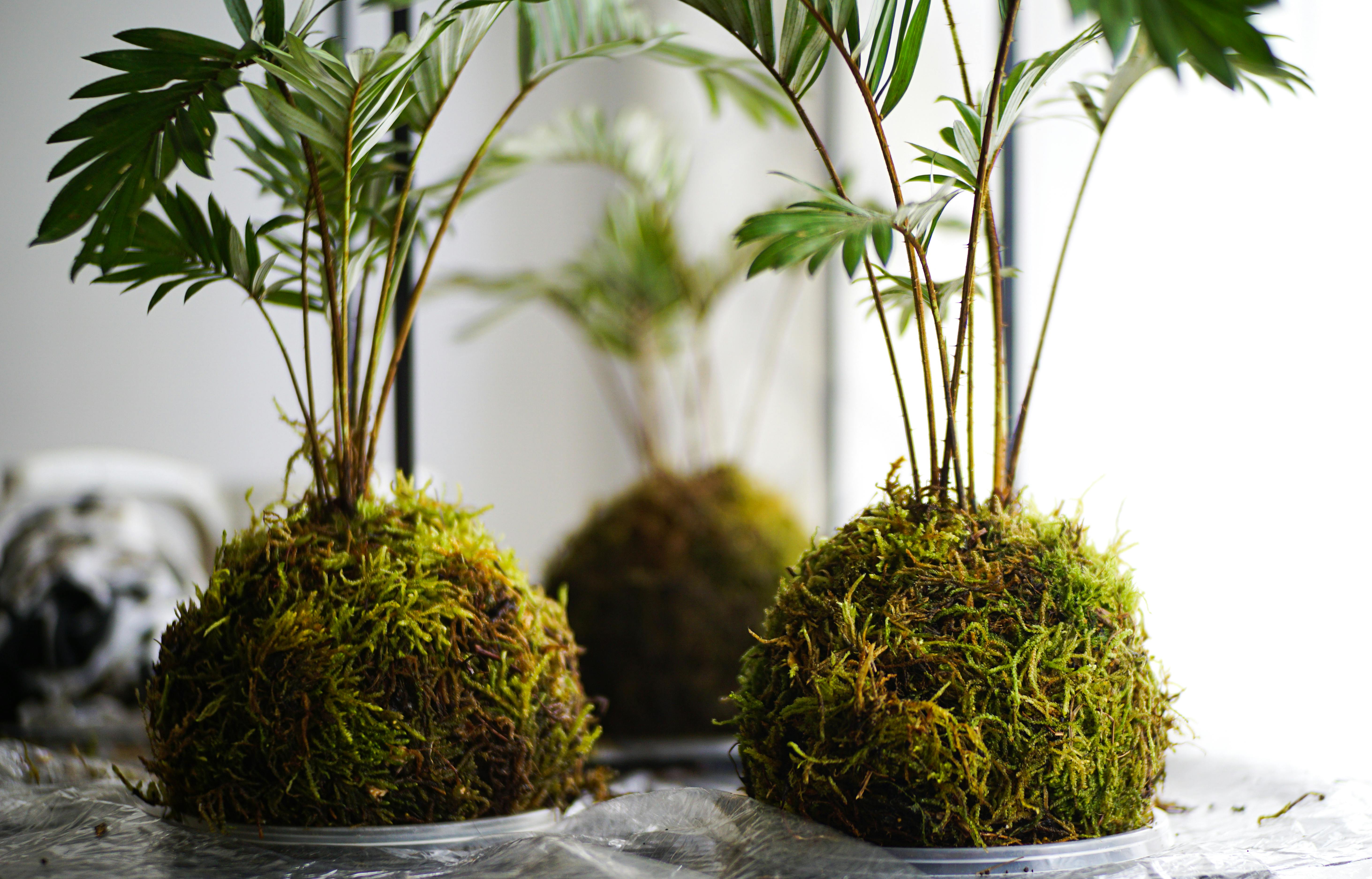 How to Make a Kokedama: Grow Plants in Japanese Moss Balls