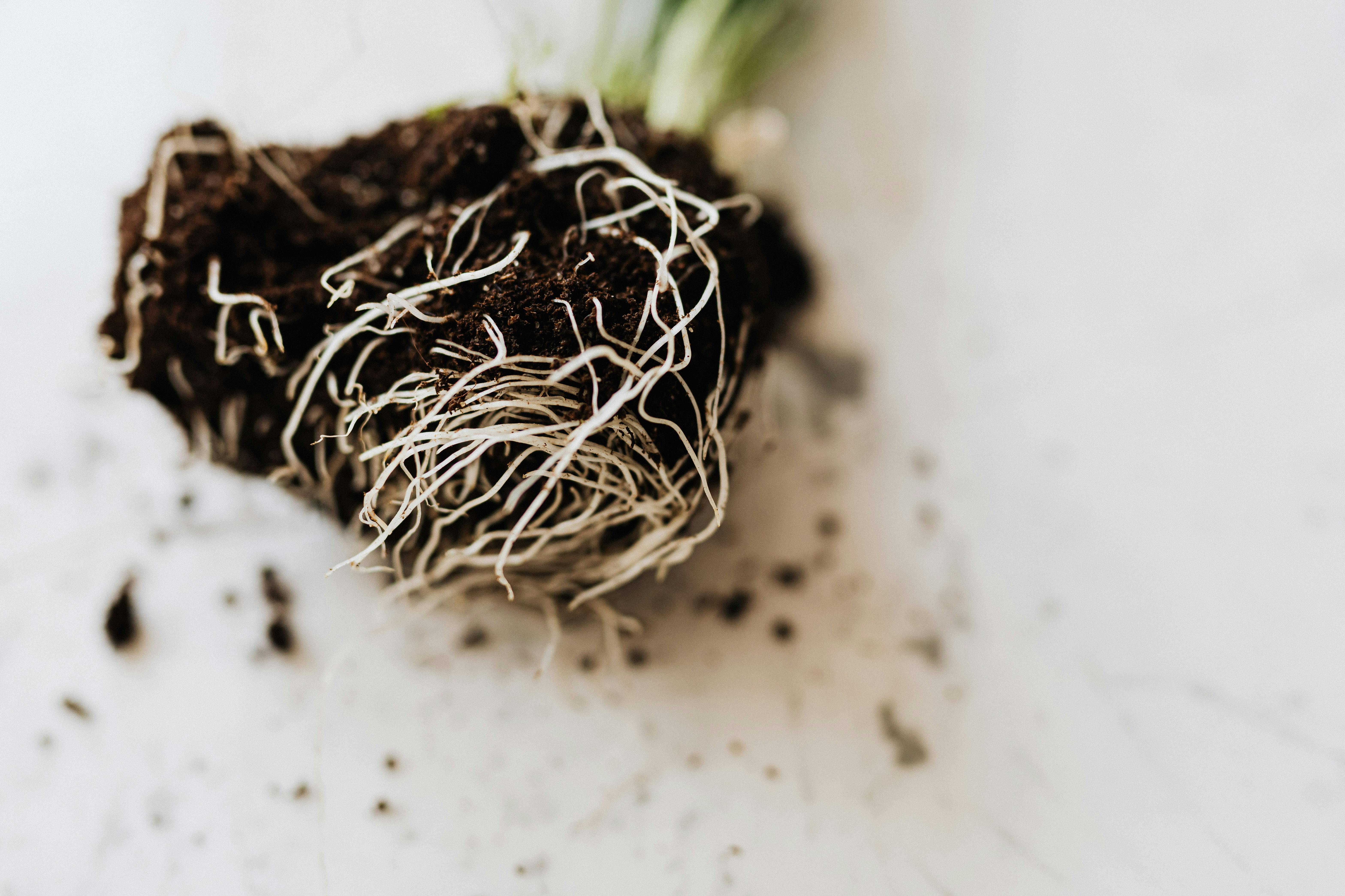How to Separate Root Bound Plants Safely