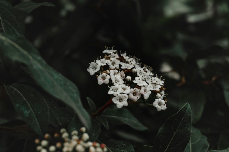 Hoya Care for Blooms: The 3 Conditions That Finally Got Mine to Flower