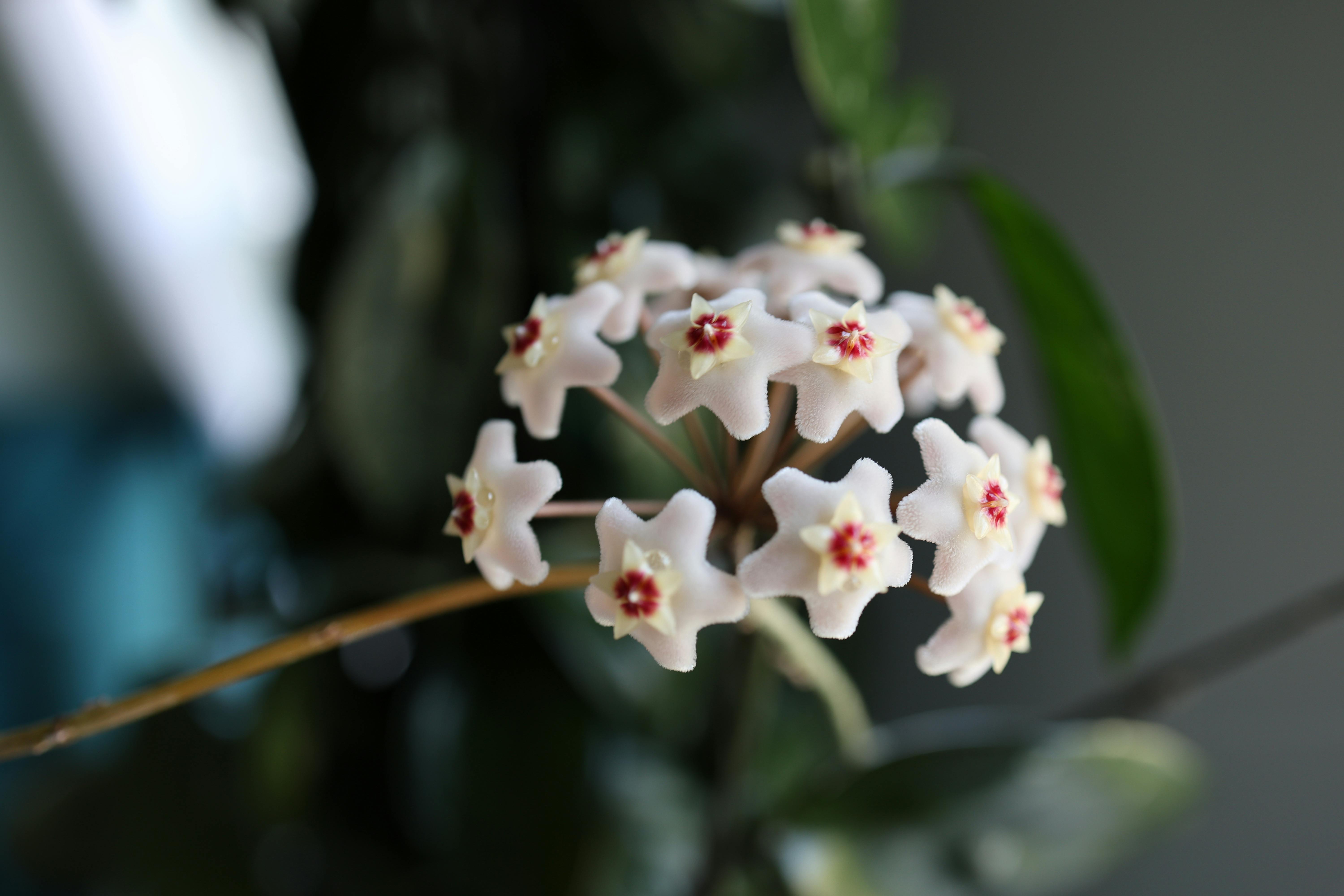 Hoya Care: Grow Wax Plants Indoors and Get Them to Bloom