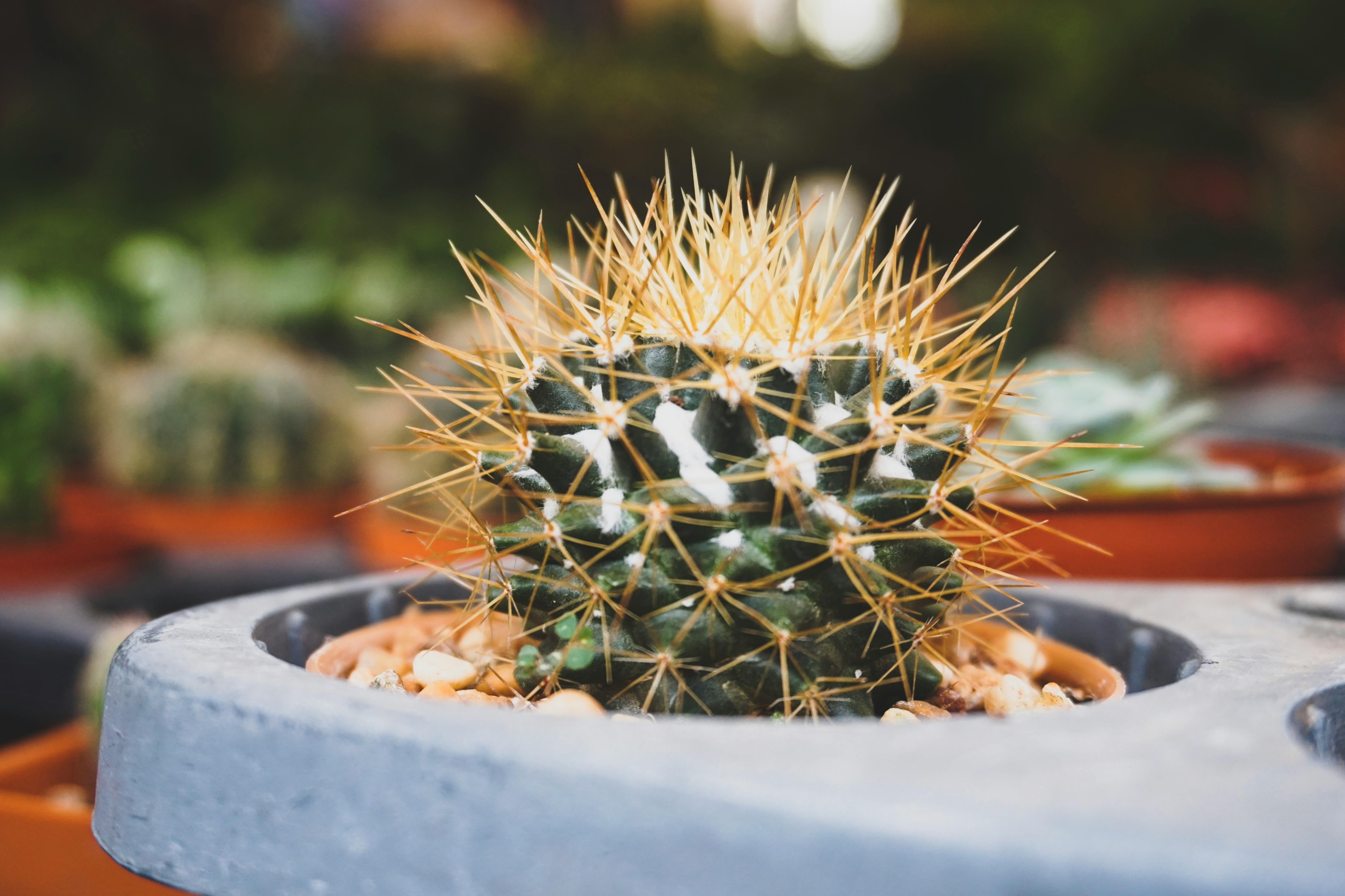 Indoor Cactus Care: Grow Desert Cacti Without Overwatering