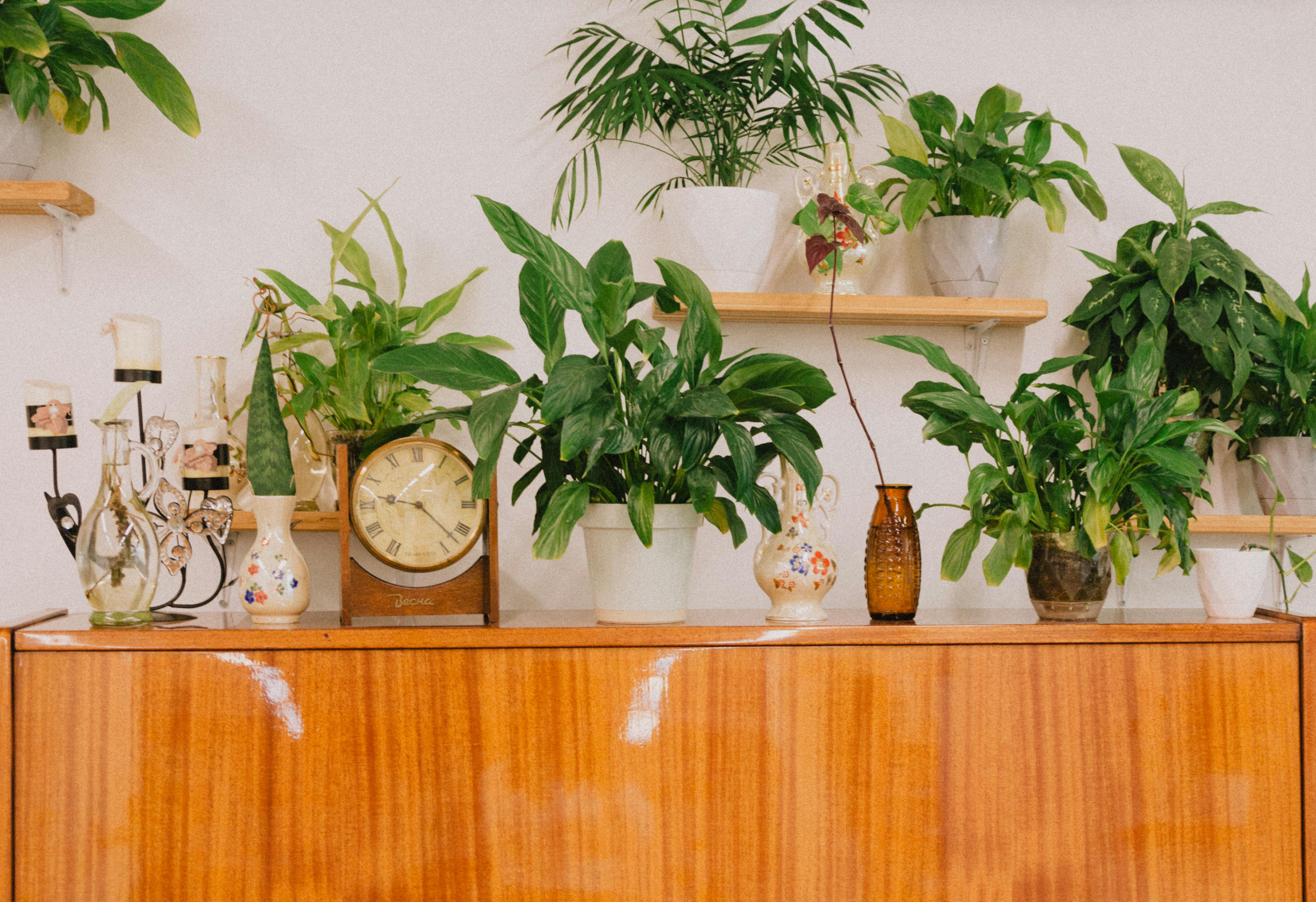 Indoor Plant Shelf Ideas: Build a Lush Green Corner