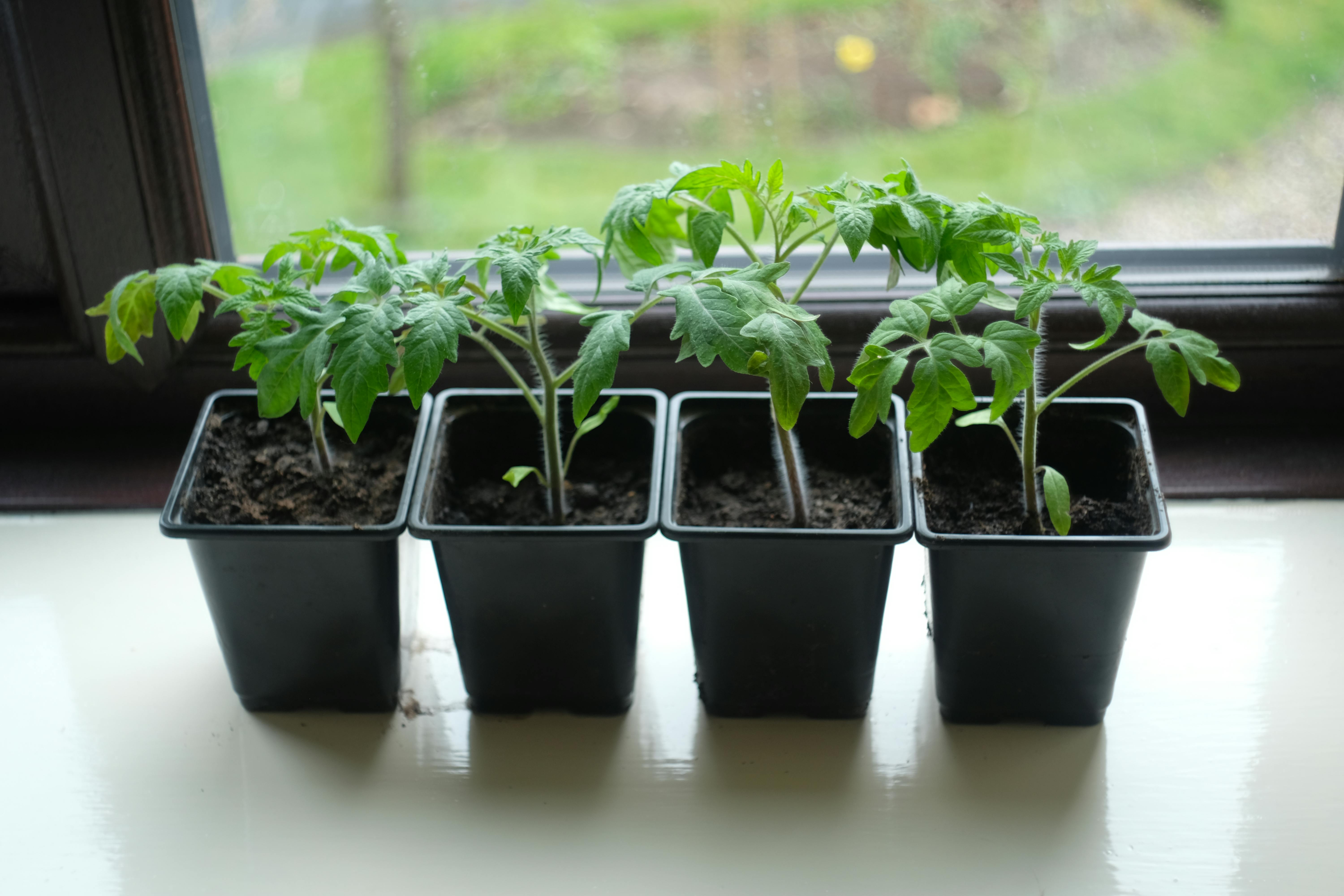 Indoor Vegetable Garden: What Grows Well Under Lights