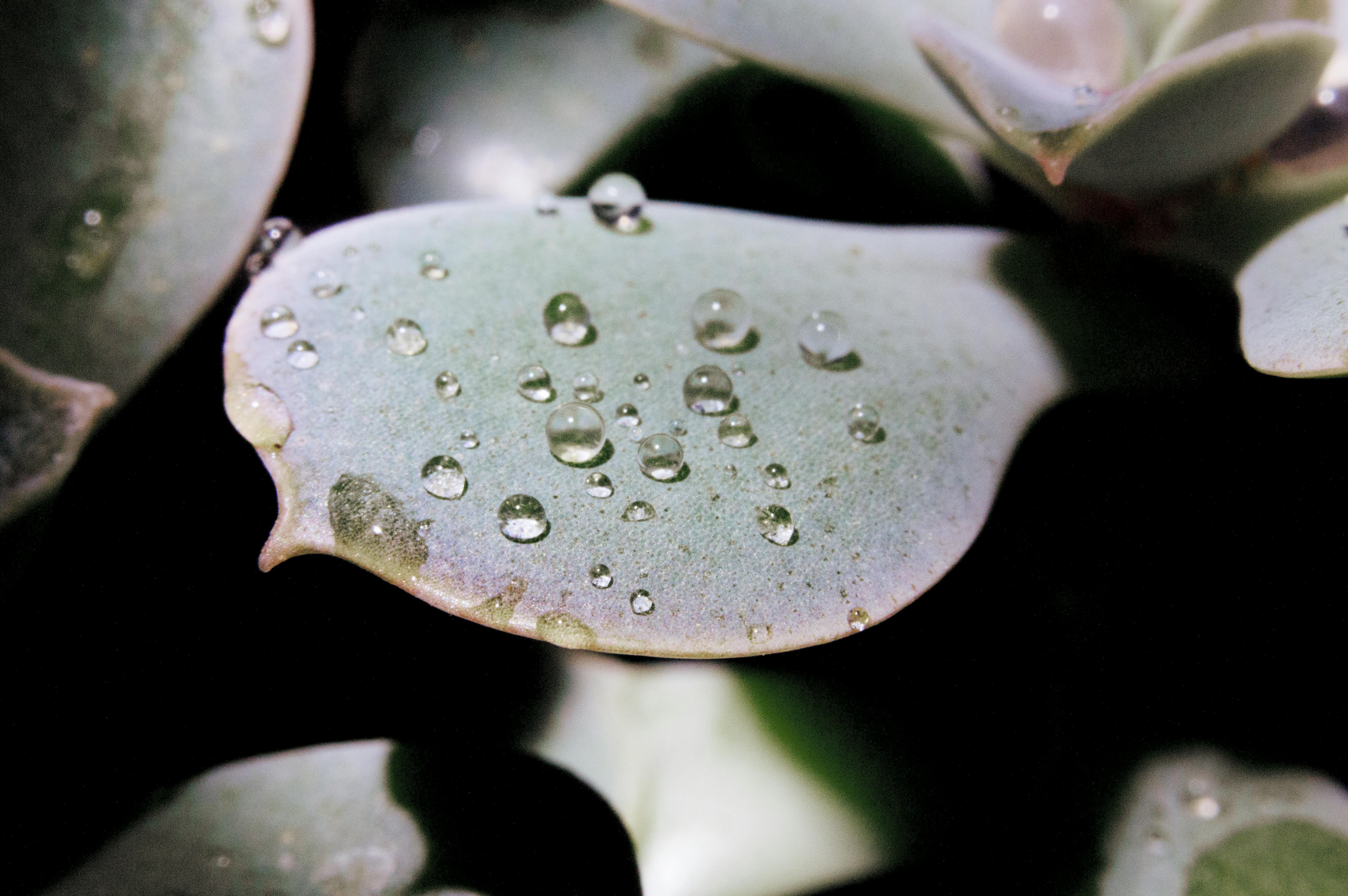 Jade Plant Care: Light, Water, and Soil Tips for a Thriving Succulent