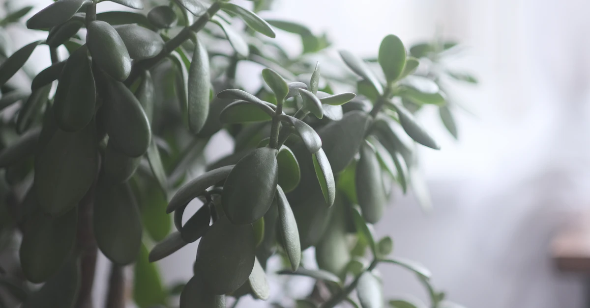 Mature jade plant growing beside a bright indoor window