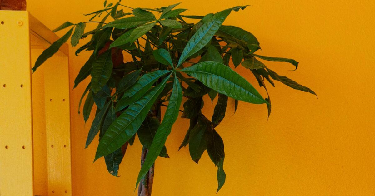 Braided money tree with glossy green leaves against a warm orange wall