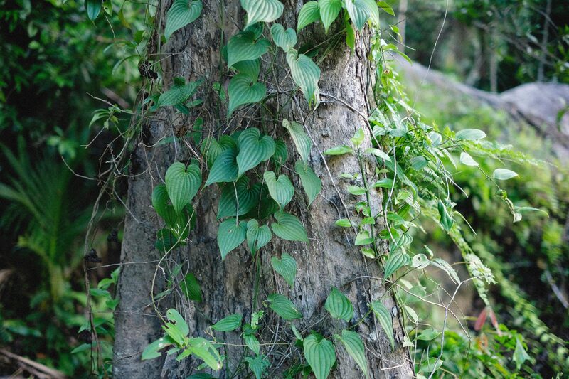 Money Tree Care: Why Mine Has Thrived for 7 Years (and 3 Common Mistakes to Avoid)