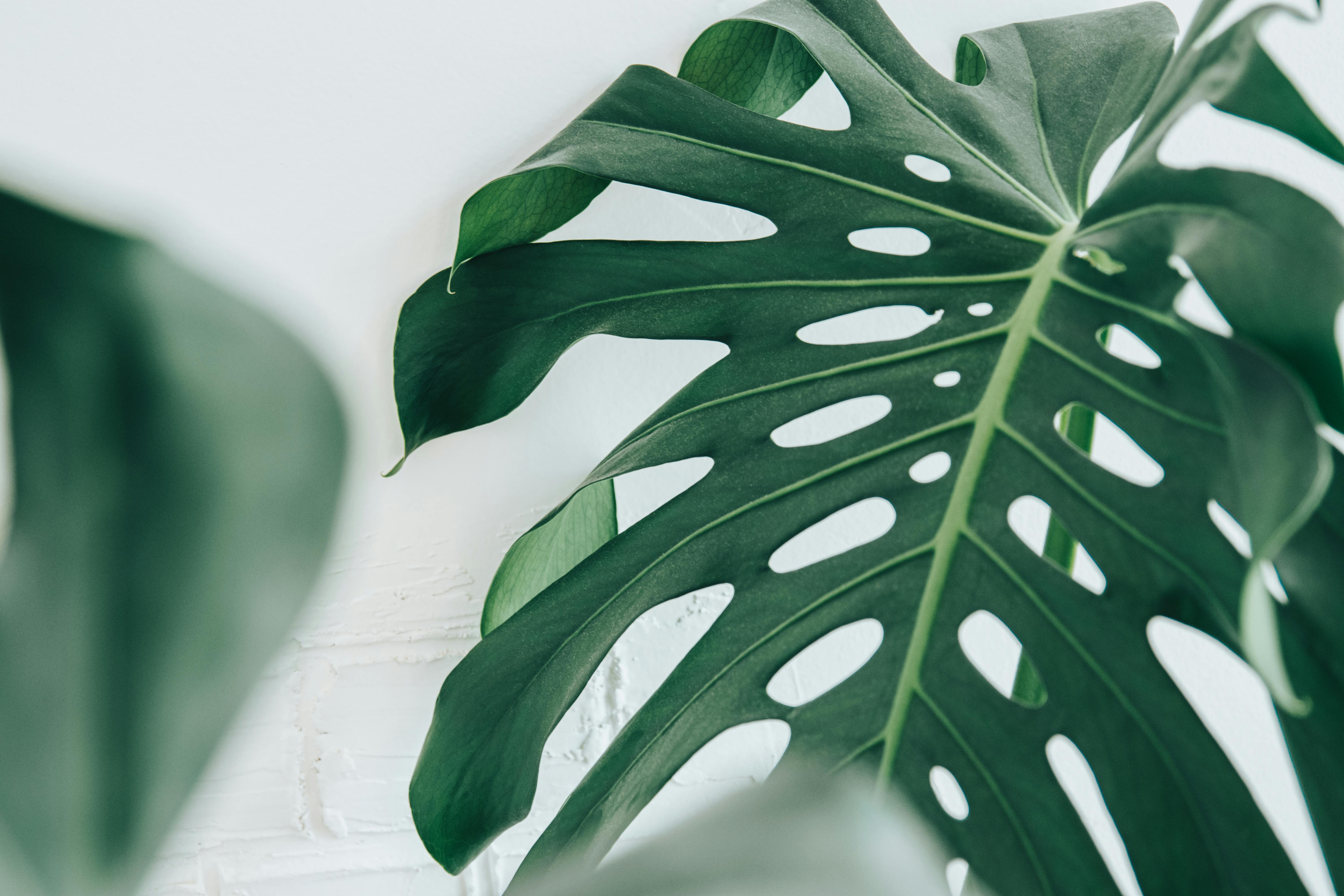 Monstera Aerial Roots: Cut, Train, or Leave?