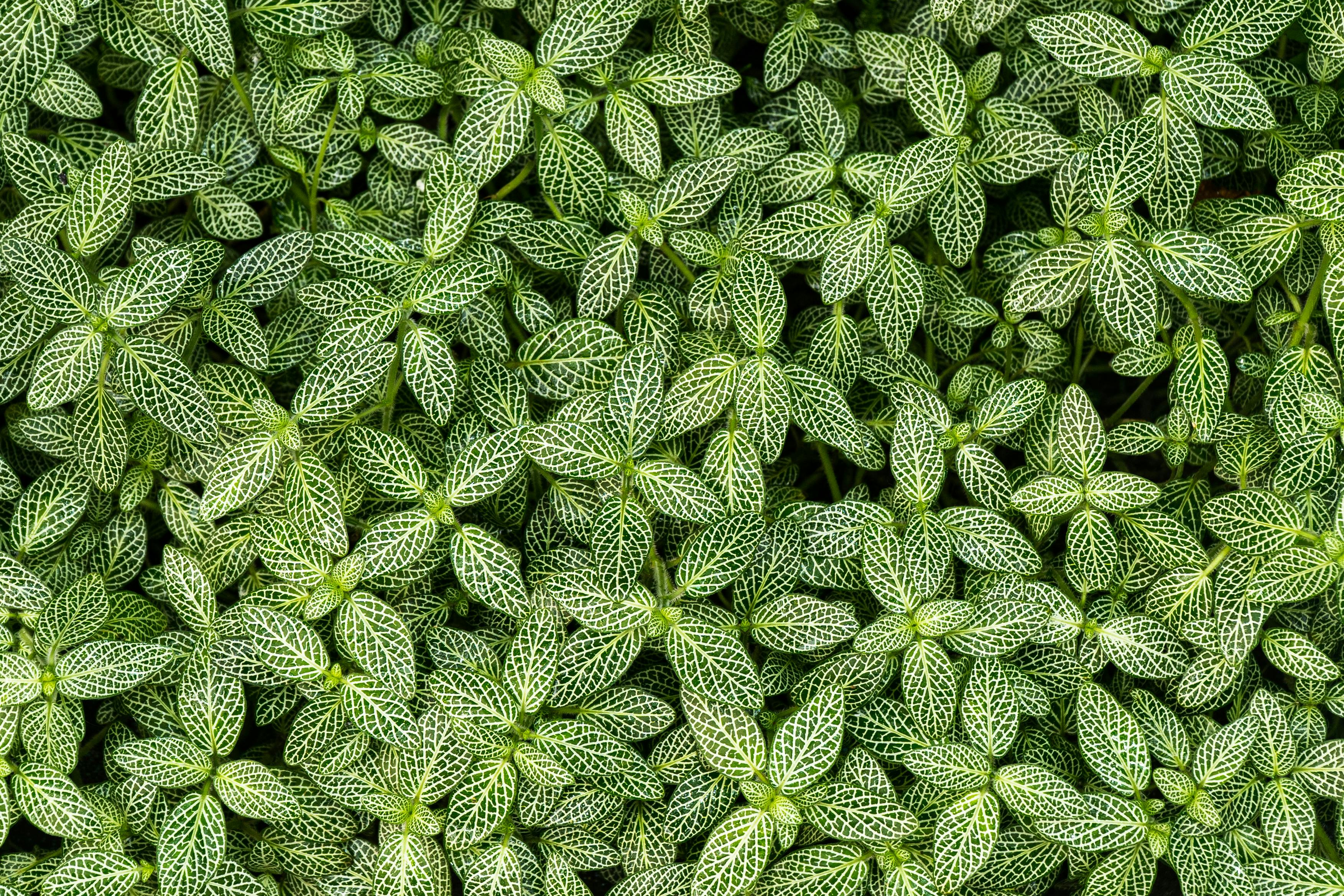 Nerve Plant Care: Revive Your Fittonia Quickly