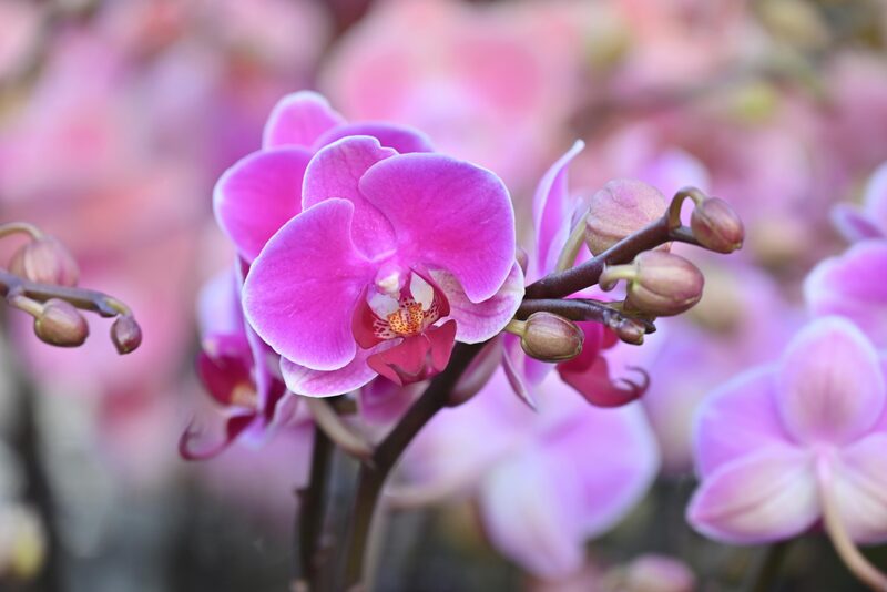 Orchid Care After Blooming: Post-Bloom Routine That Triggers New Spikes