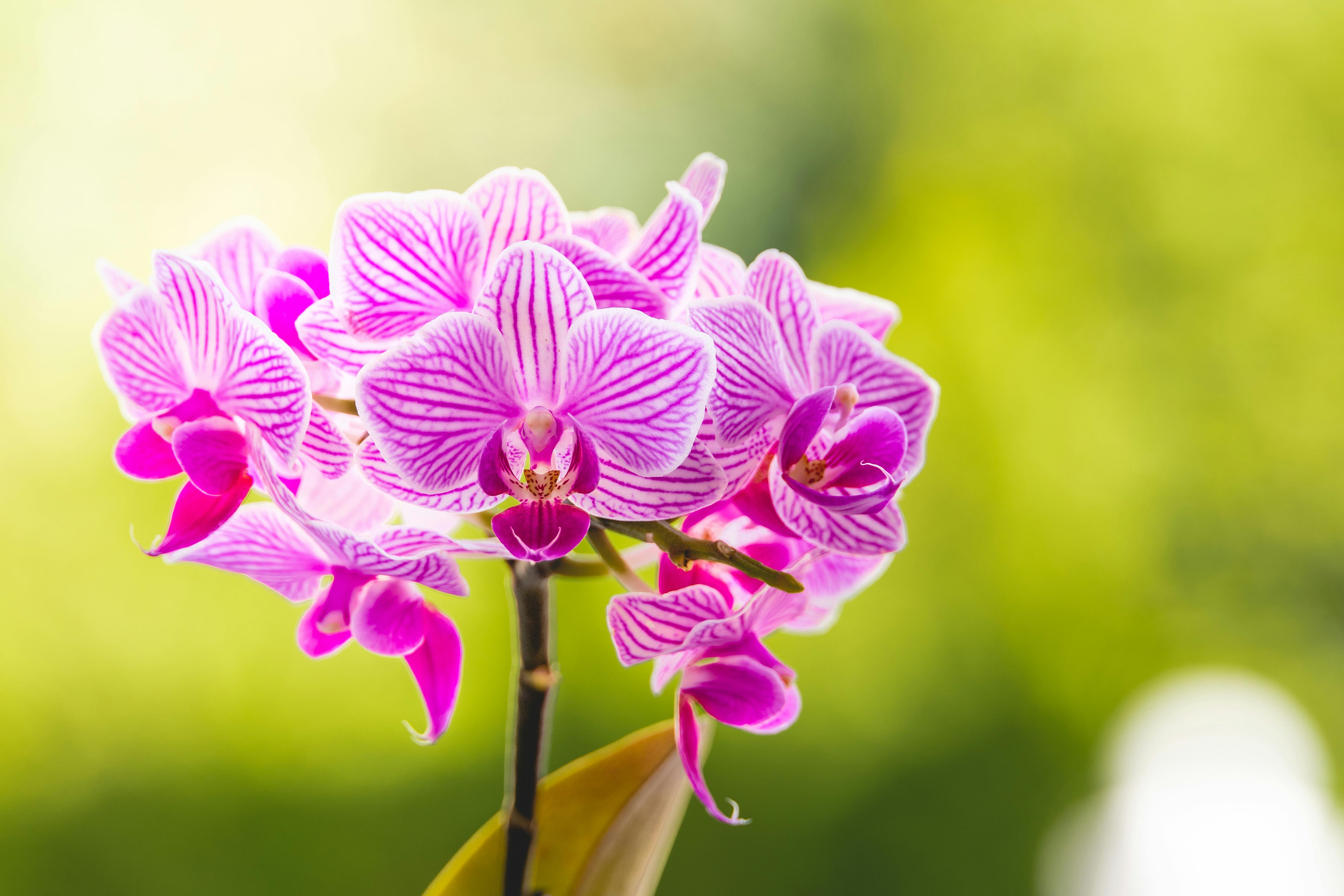 Orchid Care for Beginners: A Simple Guide to More Blooms and Less Stress