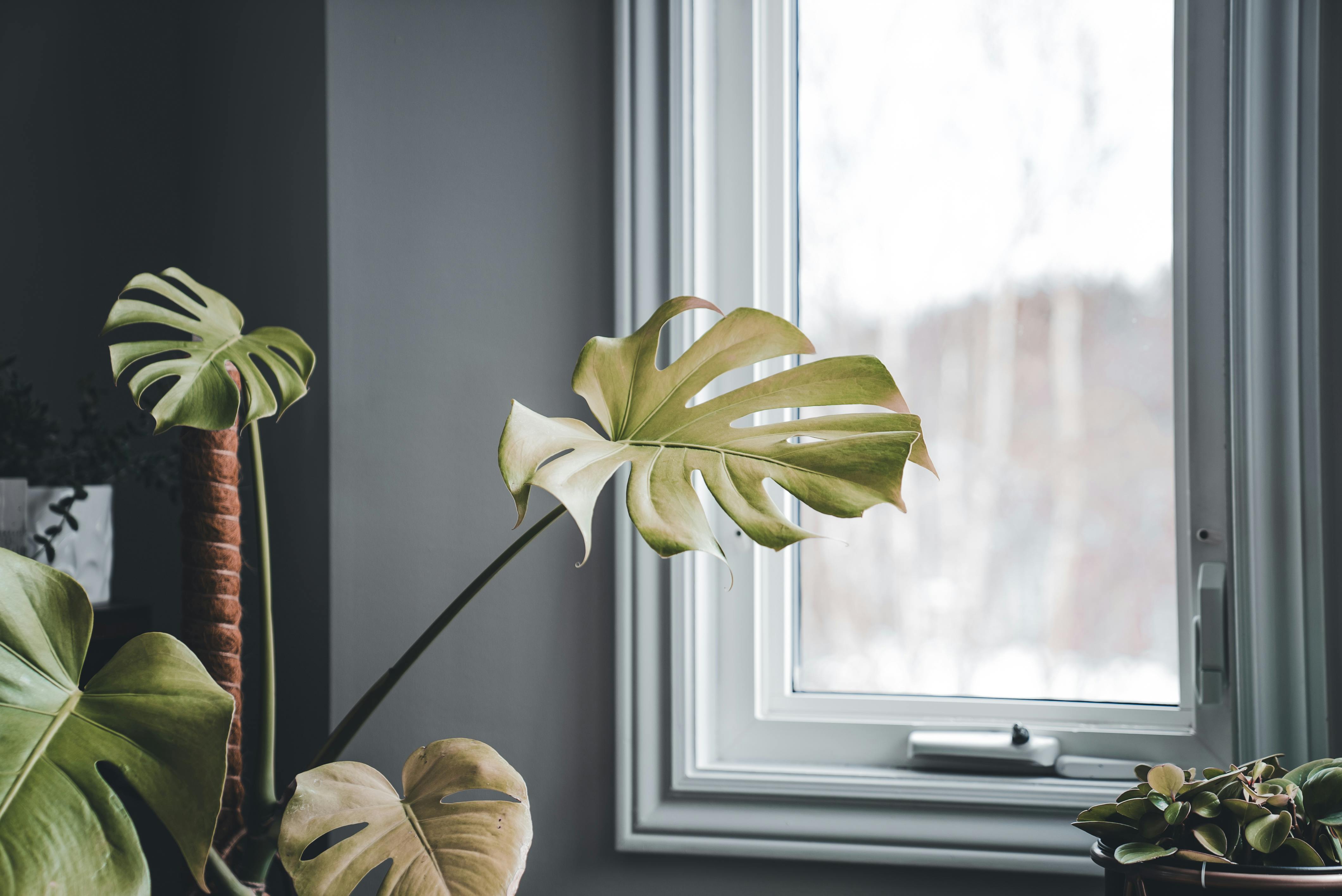 Overwintering Plants Indoors: Which Outdoor Plants to Bring Inside