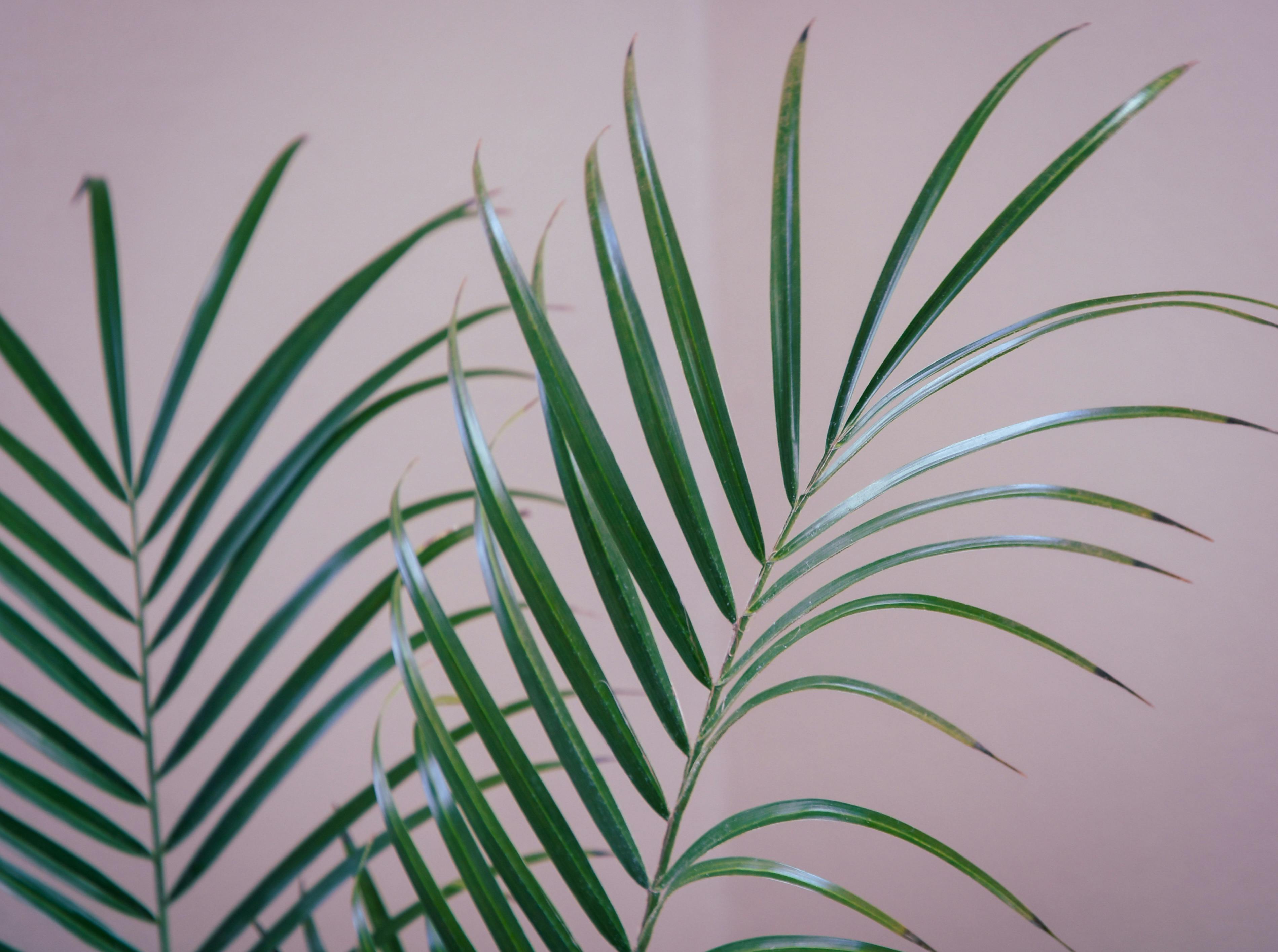 Parlor Palm Care: A Low-Maintenance Indoor Plant Guide for Beginners
