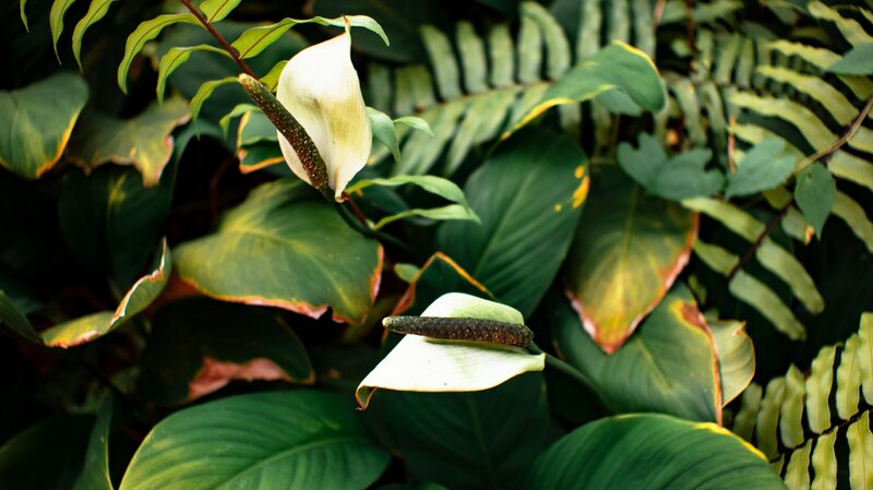 Peace Lily Brown Leaf Tips: Why Tap Water Is the Hidden Cause (and the Fix That Works)
