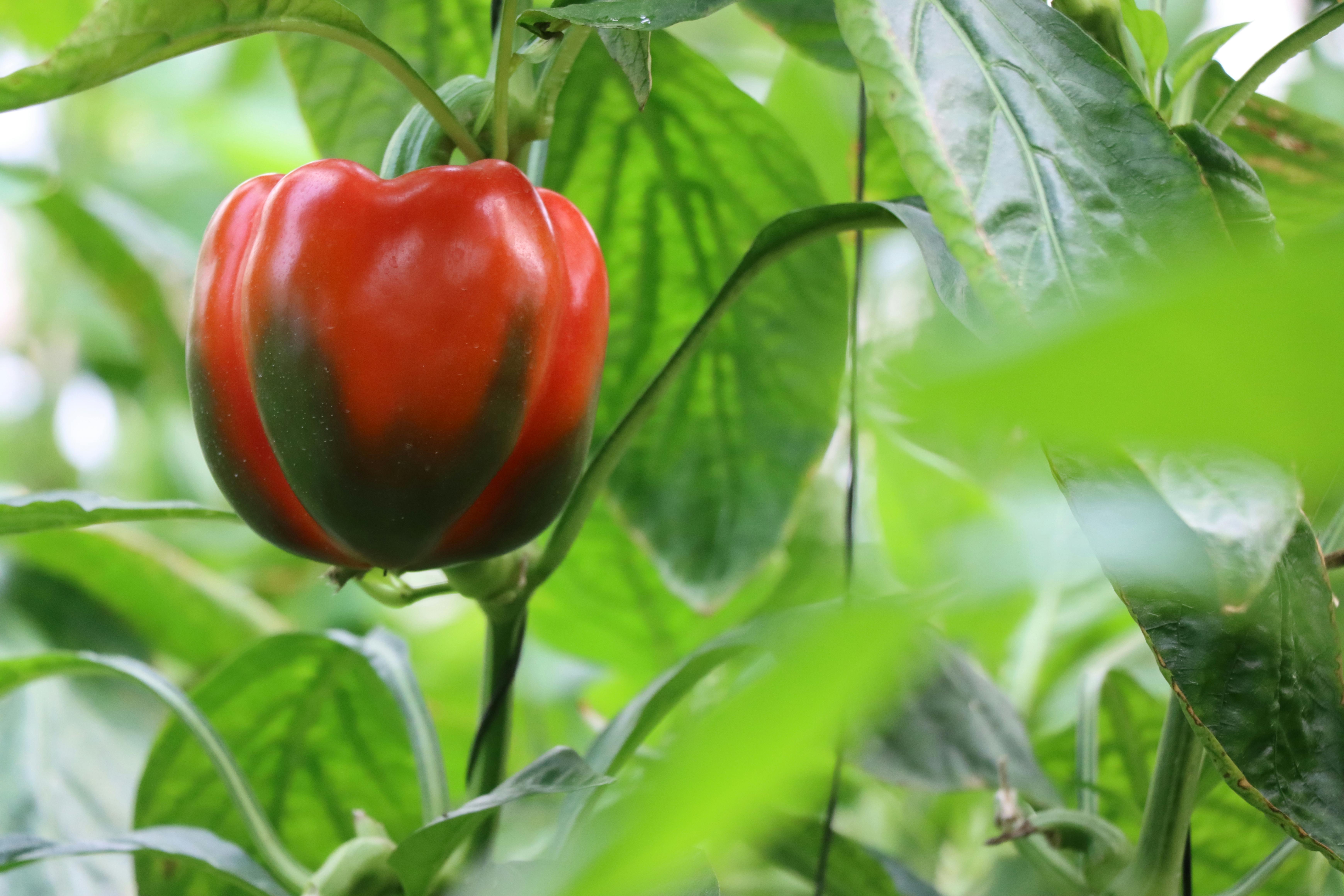 Pepper Companion Plants: Deter Pests and Boost Yields