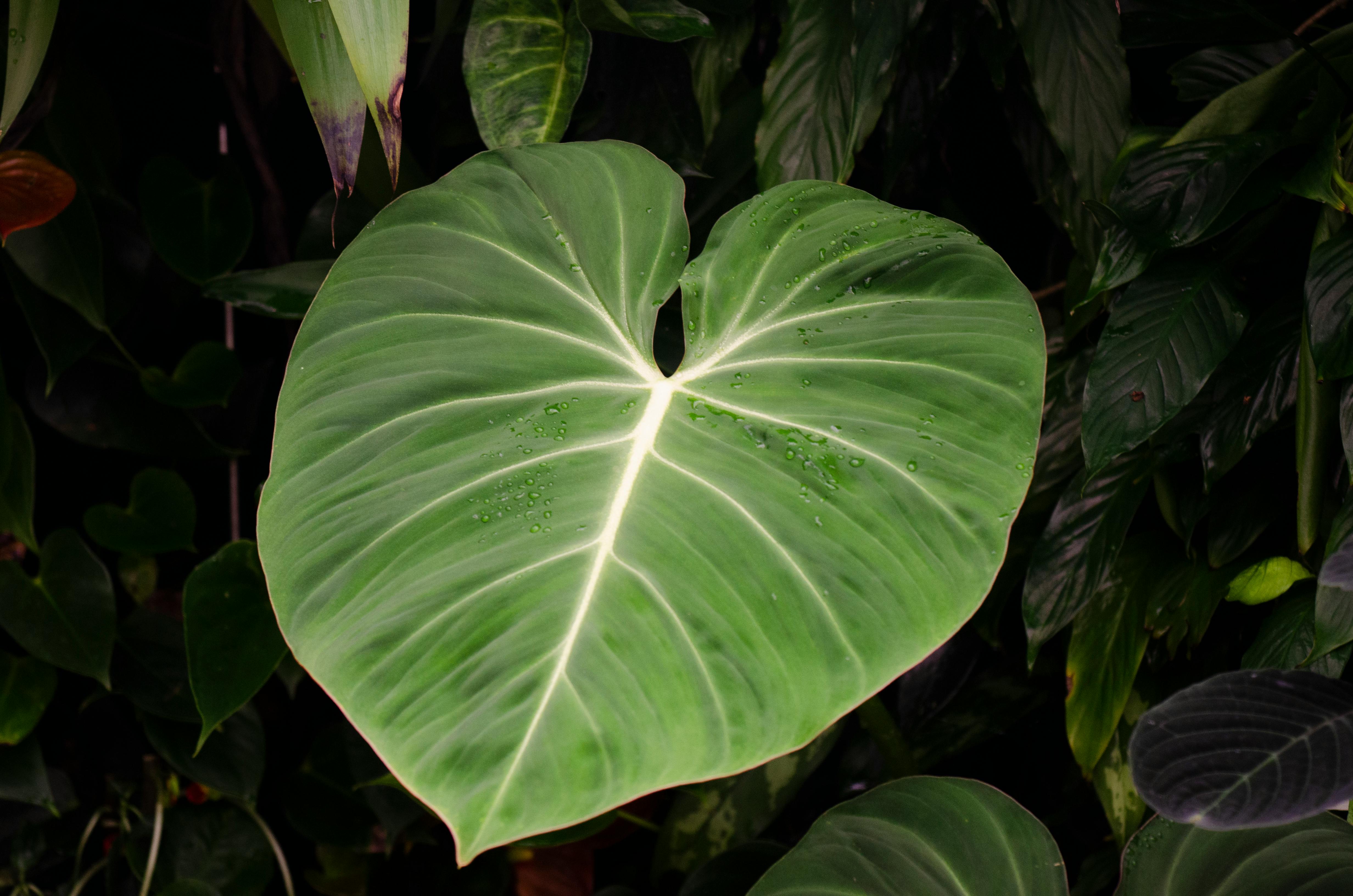 Philodendron Care: An Easy Beginner Routine for Healthy Indoor Growth