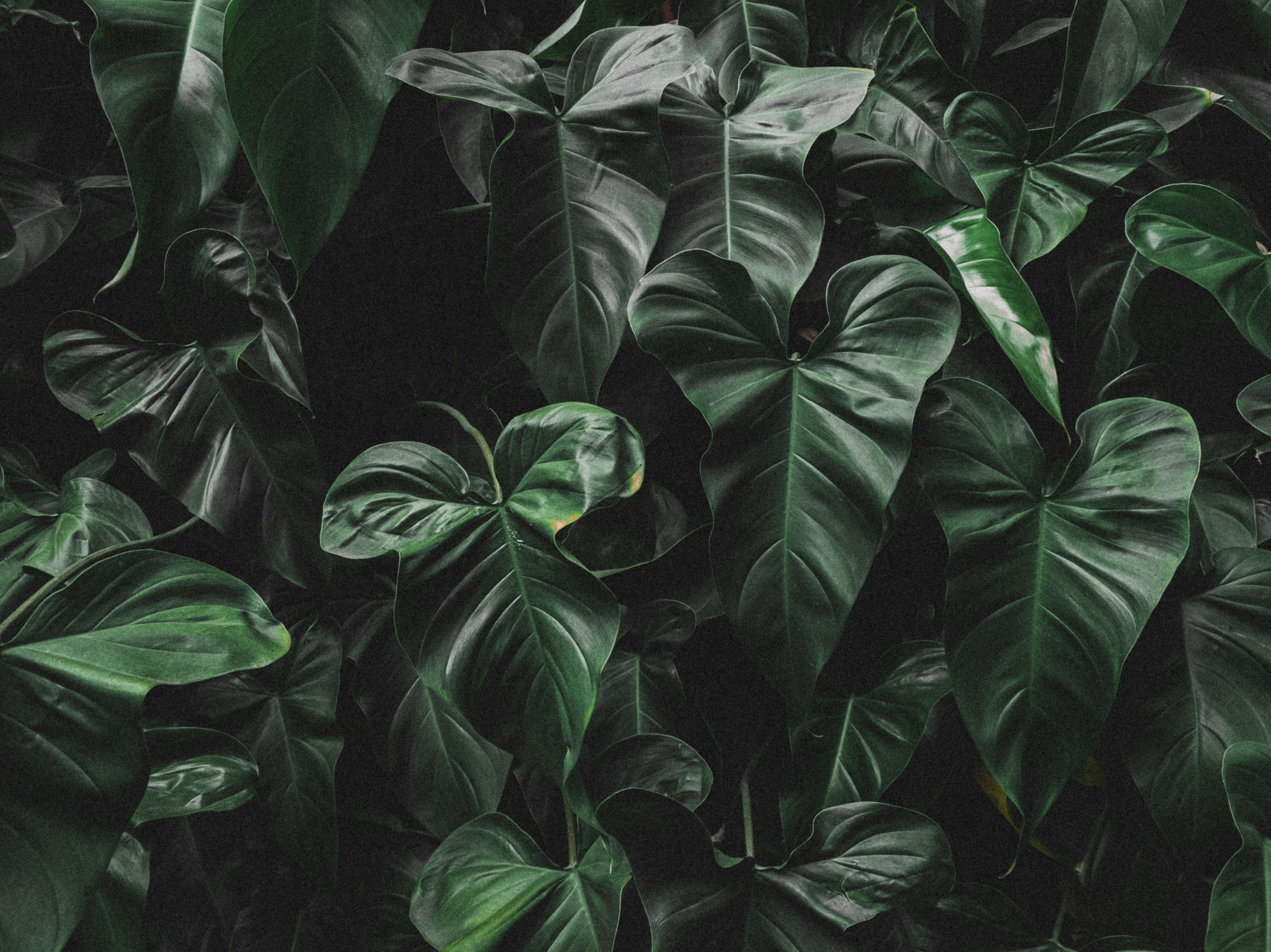 Philodendron Care Guide for Beginners