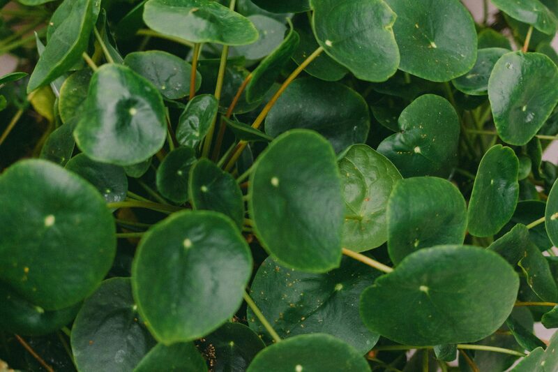 Pilea Peperomioides Care: How I Got 14 Pups From One Mother Plant