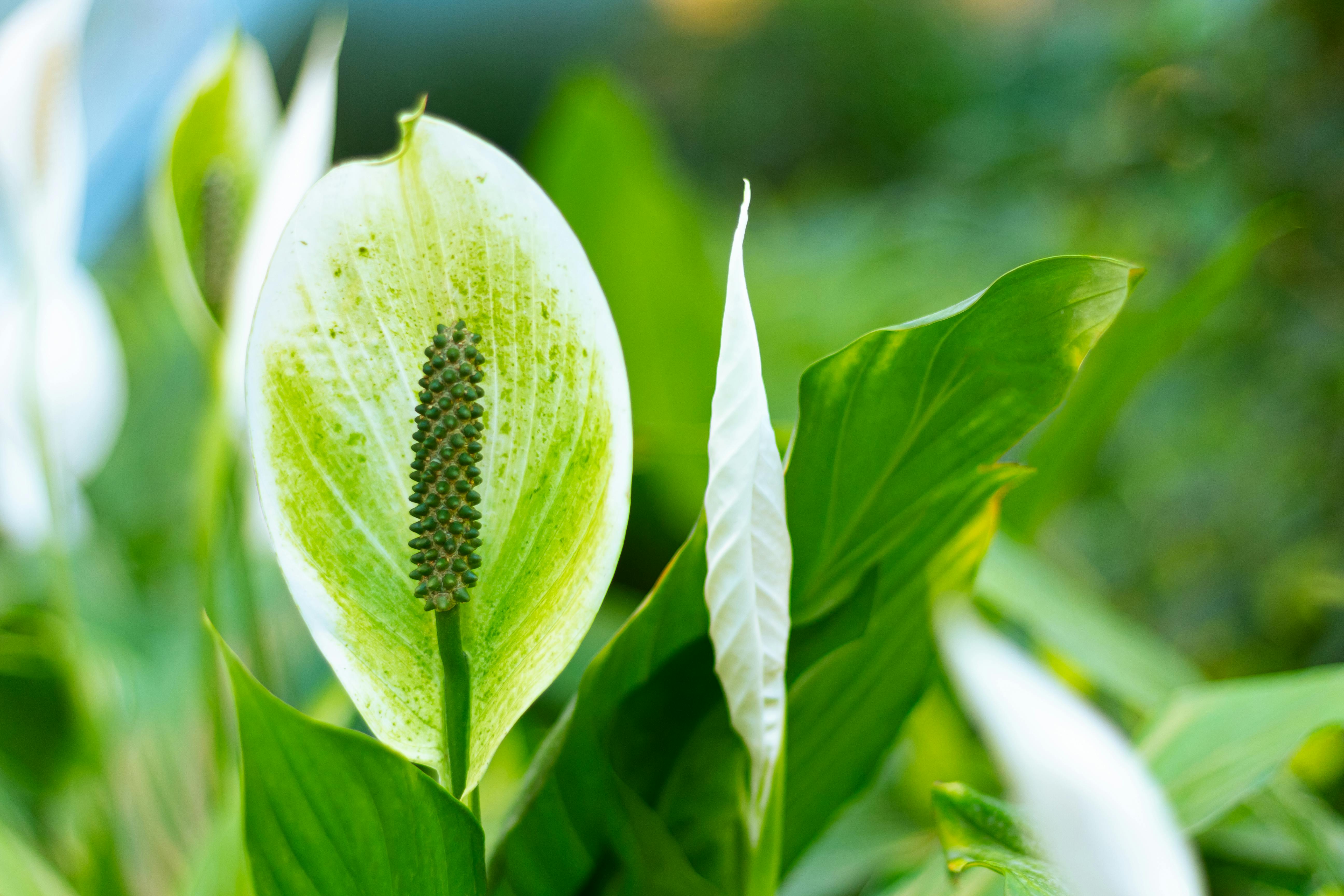 Peace Lily Care: Complete Guide