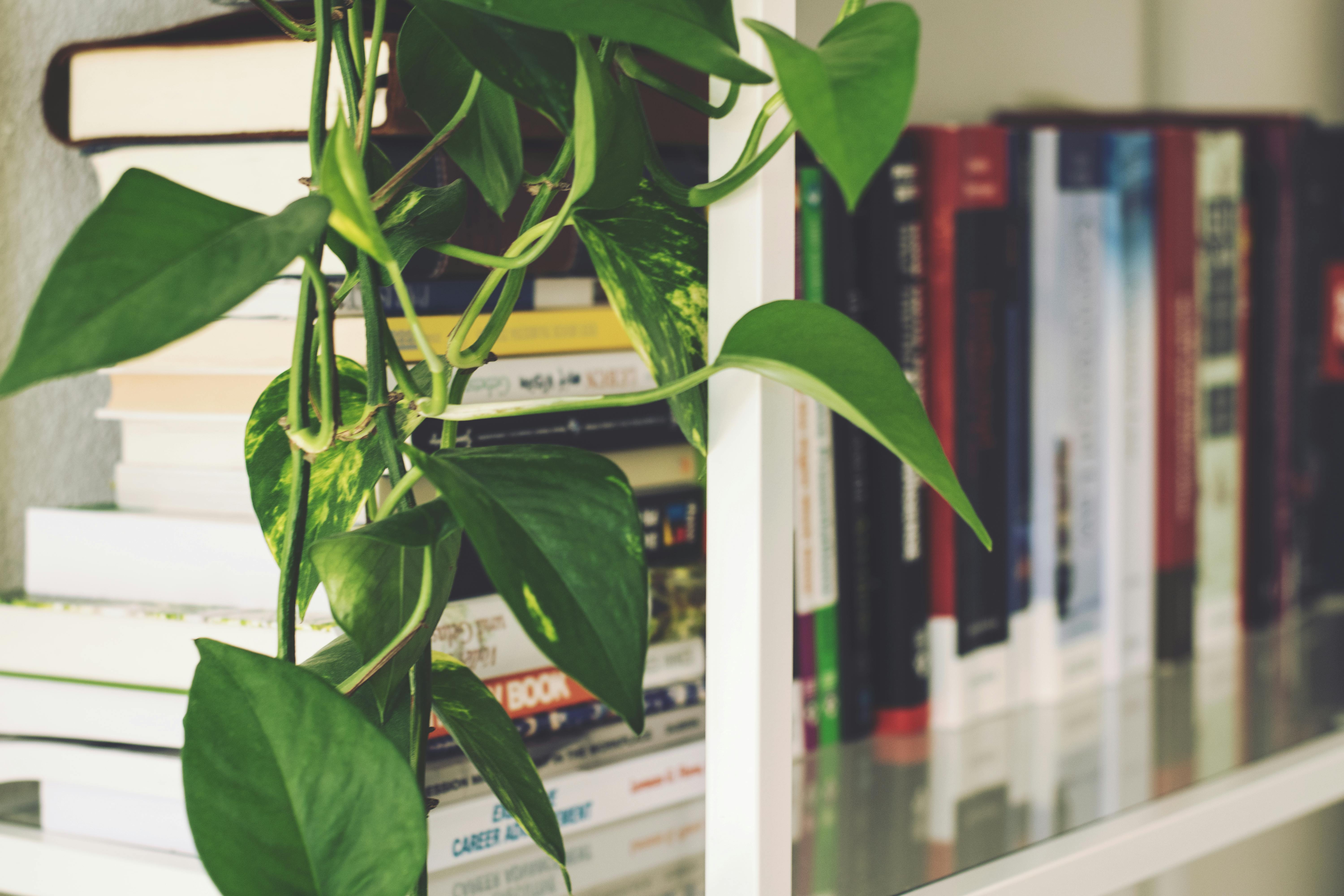 Pothos Care for Beginners